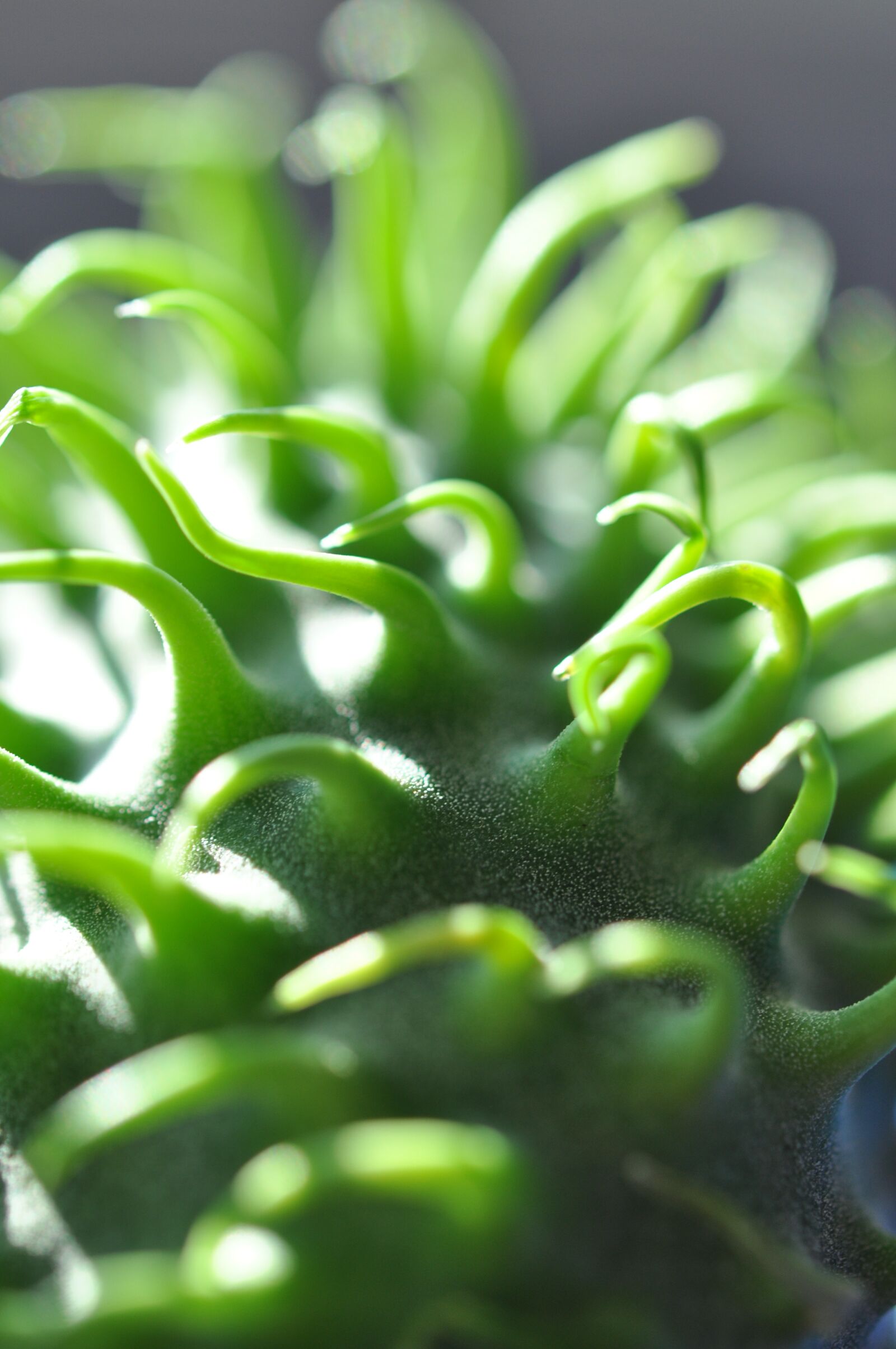 Nikon D5000 sample photo. Macro, ornamental cucumber, plant photography