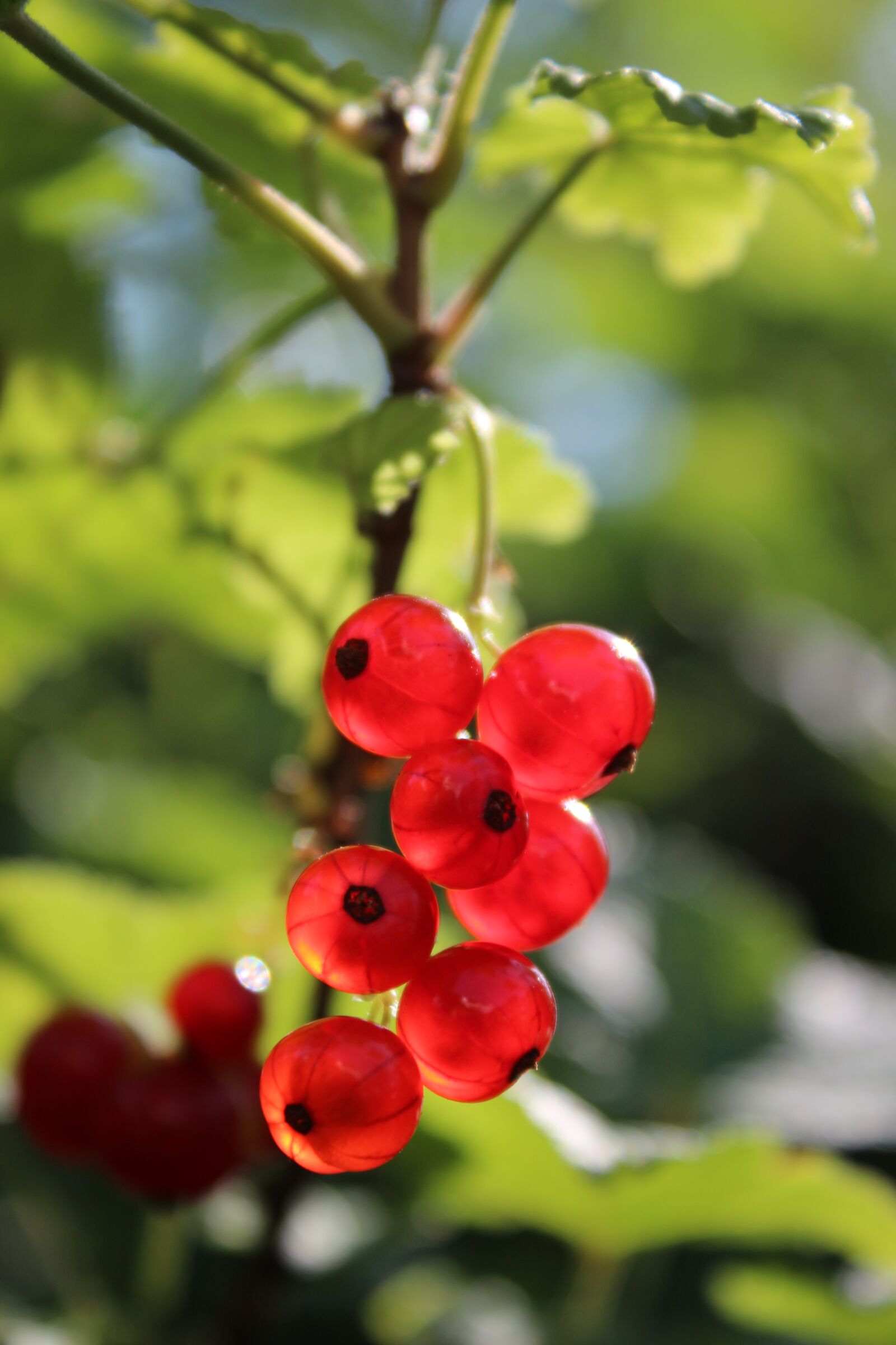 Canon EOS 700D (EOS Rebel T5i / EOS Kiss X7i) sample photo. Berries, currants, fruit photography