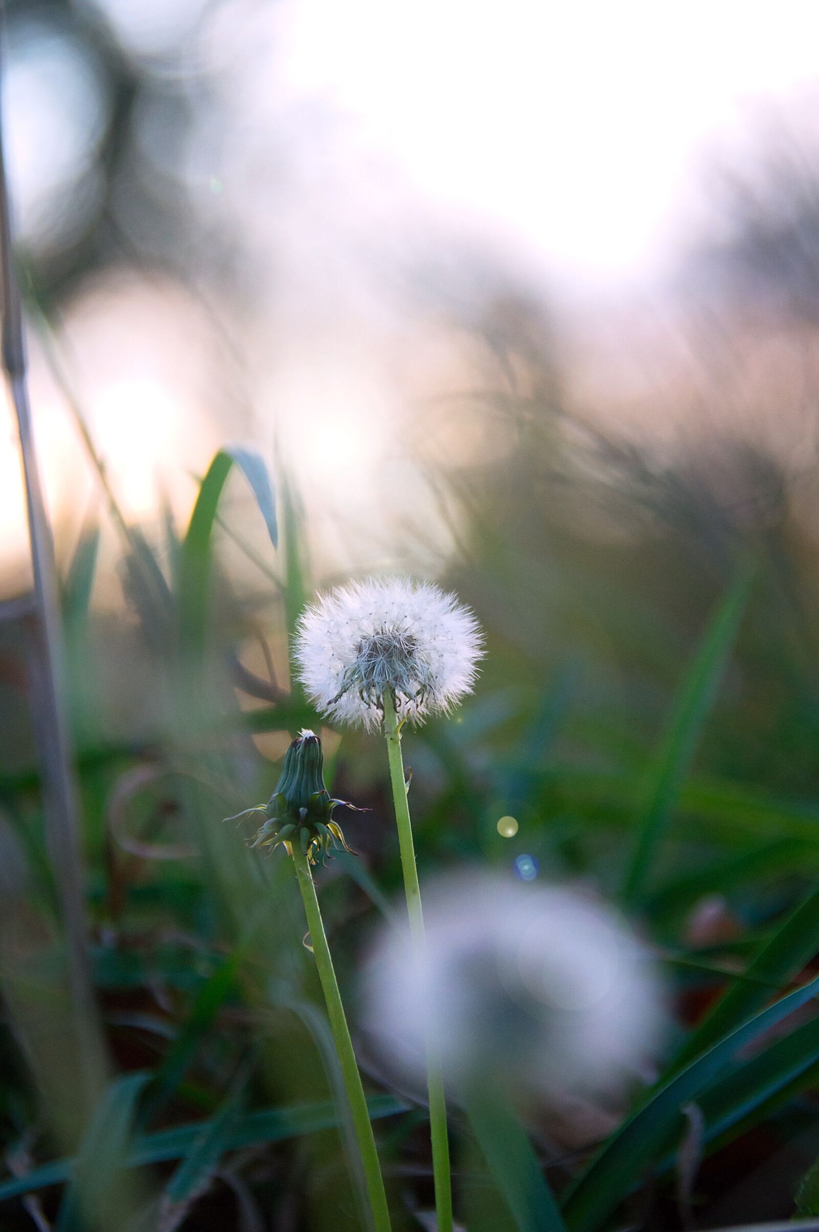 Nikon D3200 sample photo. Dandelion, autumn, grass photography