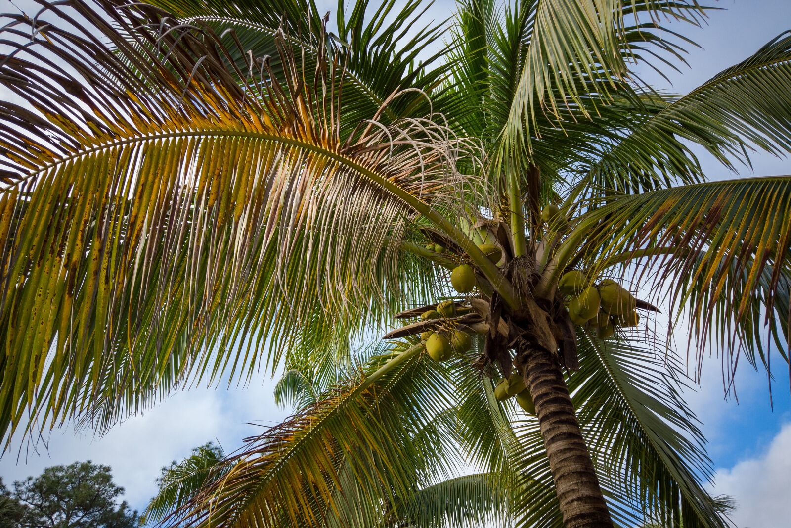 DJI Osmo Pocket sample photo. Palm tree, palm, palm photography