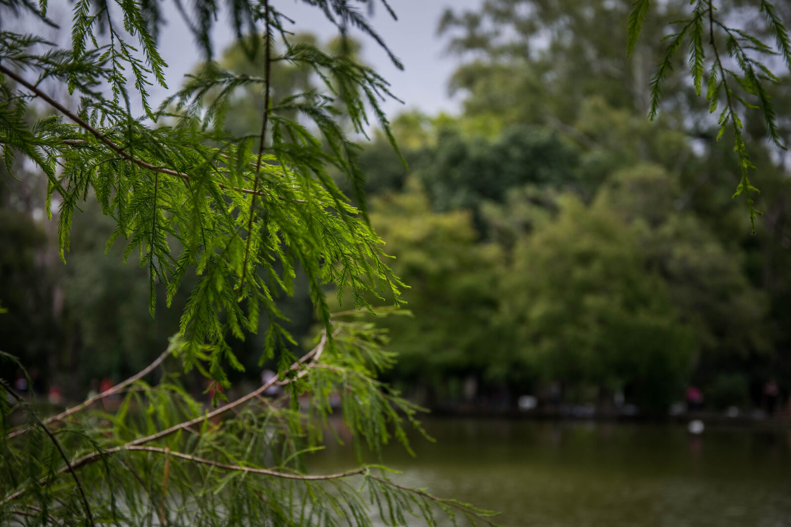 Nikon D5300 sample photo. Macro, photography, adobe, d5300 photography