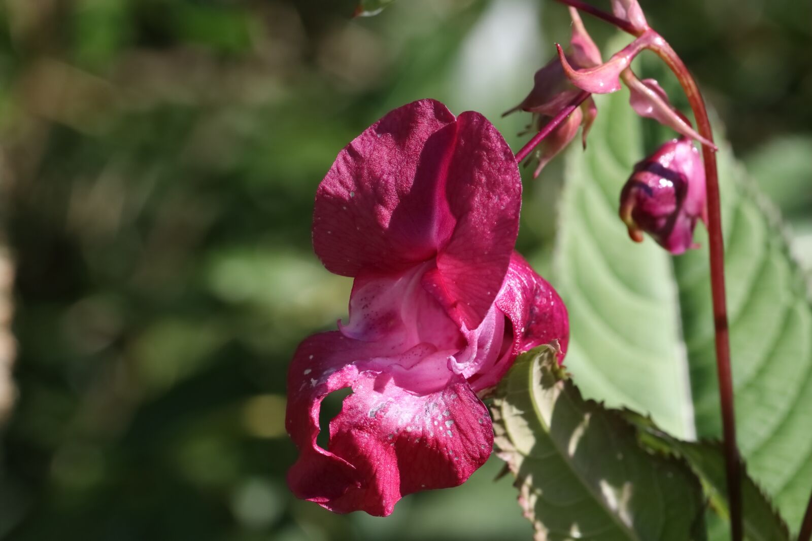 Tamron SP 90mm F2.8 Di VC USD 1:1 Macro sample photo. Impatiens, orchid, forest photography