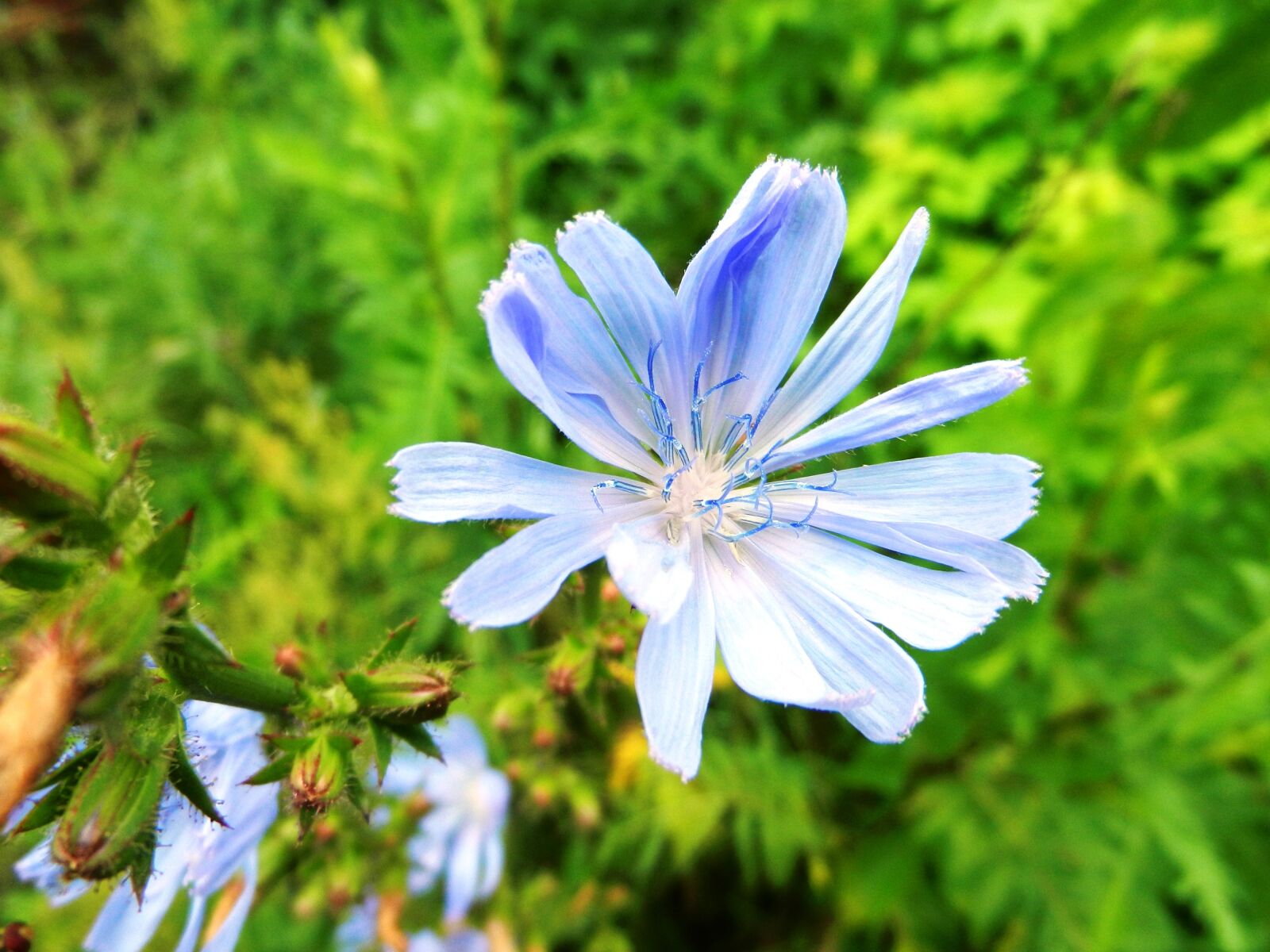 Nikon Coolpix S9100 sample photo. Flower, stamens, posts photography