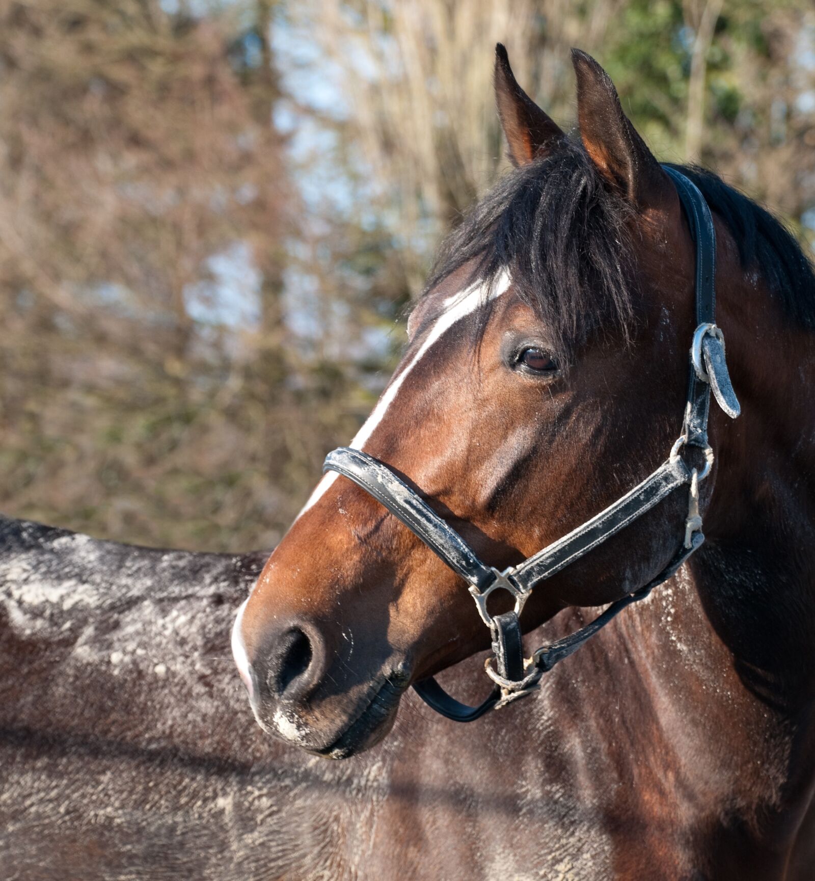 Nikon D300 sample photo. Horse, head, portrait photography