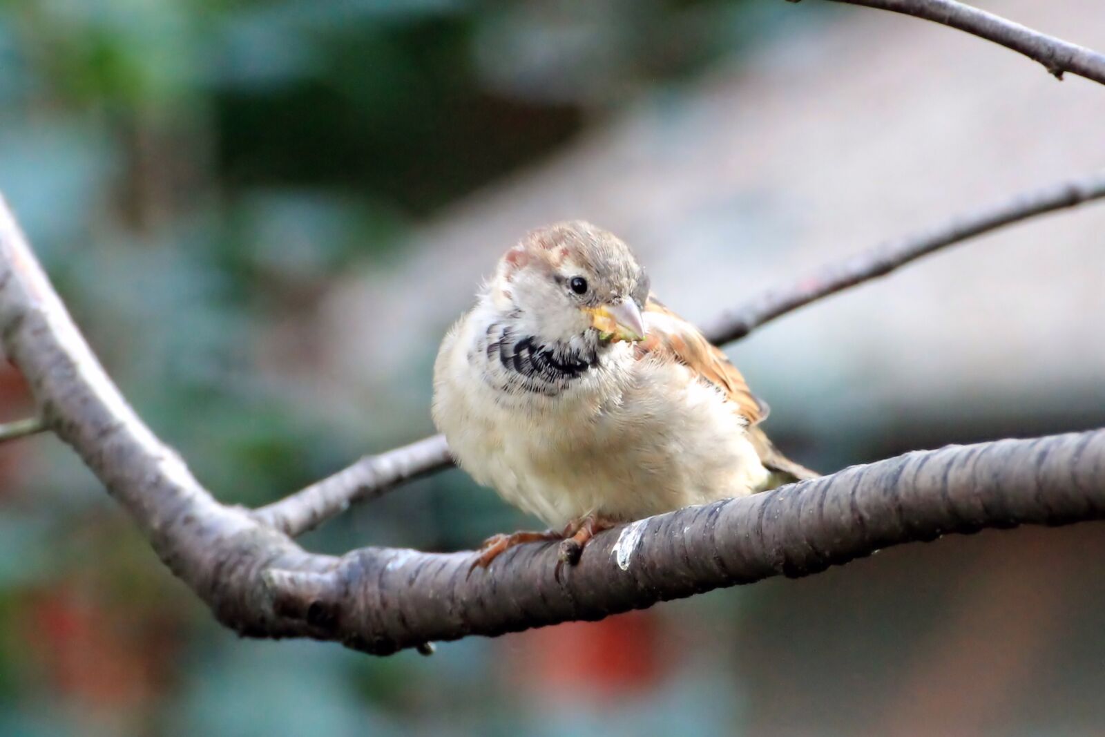 Canon EOS 1100D (EOS Rebel T3 / EOS Kiss X50) sample photo. Sparrow, sperling, bird photography