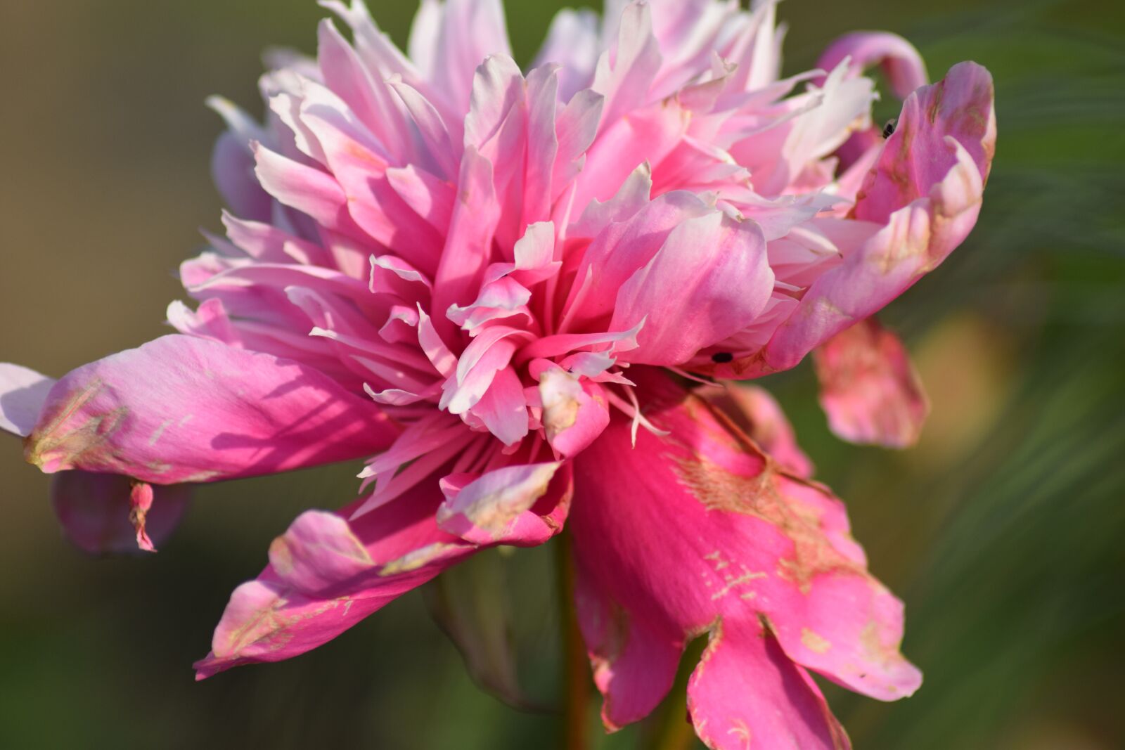Nikon D3300 sample photo. Flowers, summer, nature photography