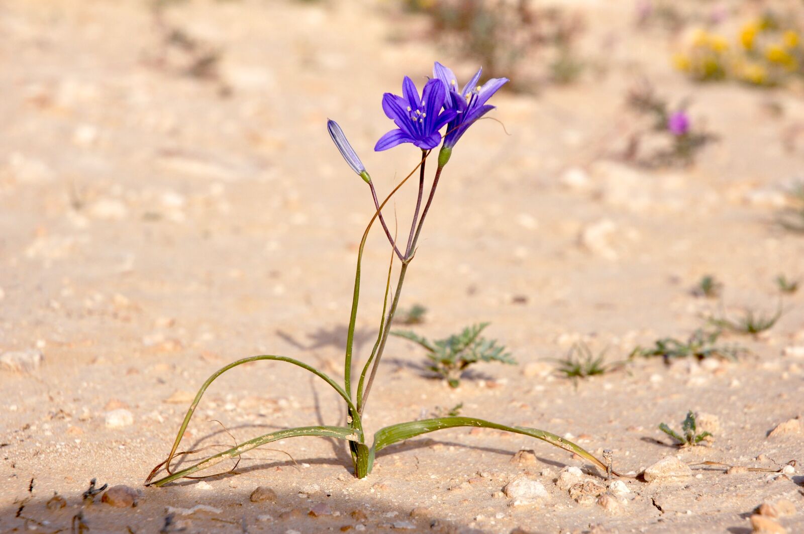 Nikon D90 sample photo. Flower, purple, purple flower photography