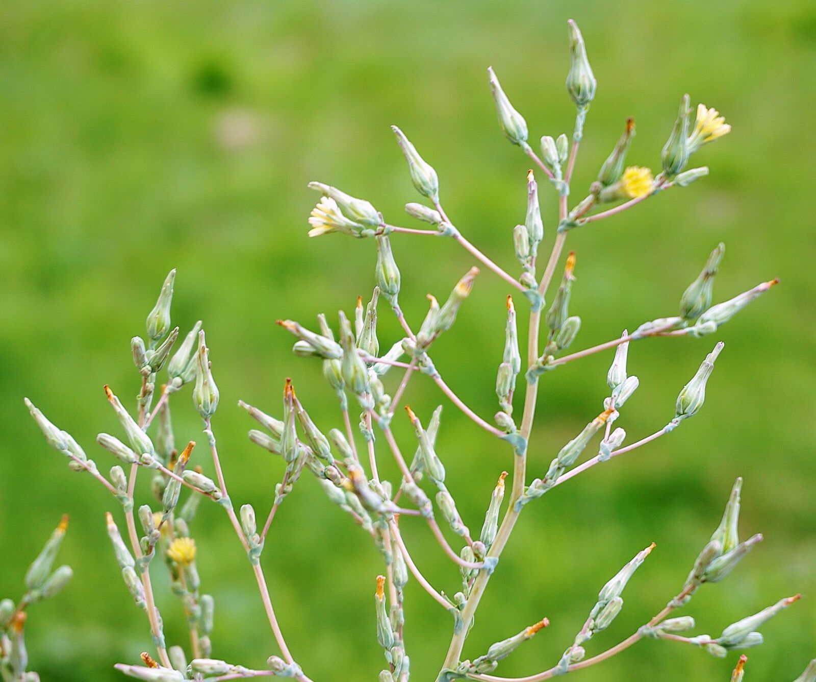 Sony a6000 sample photo. Plant, weed, blossom photography