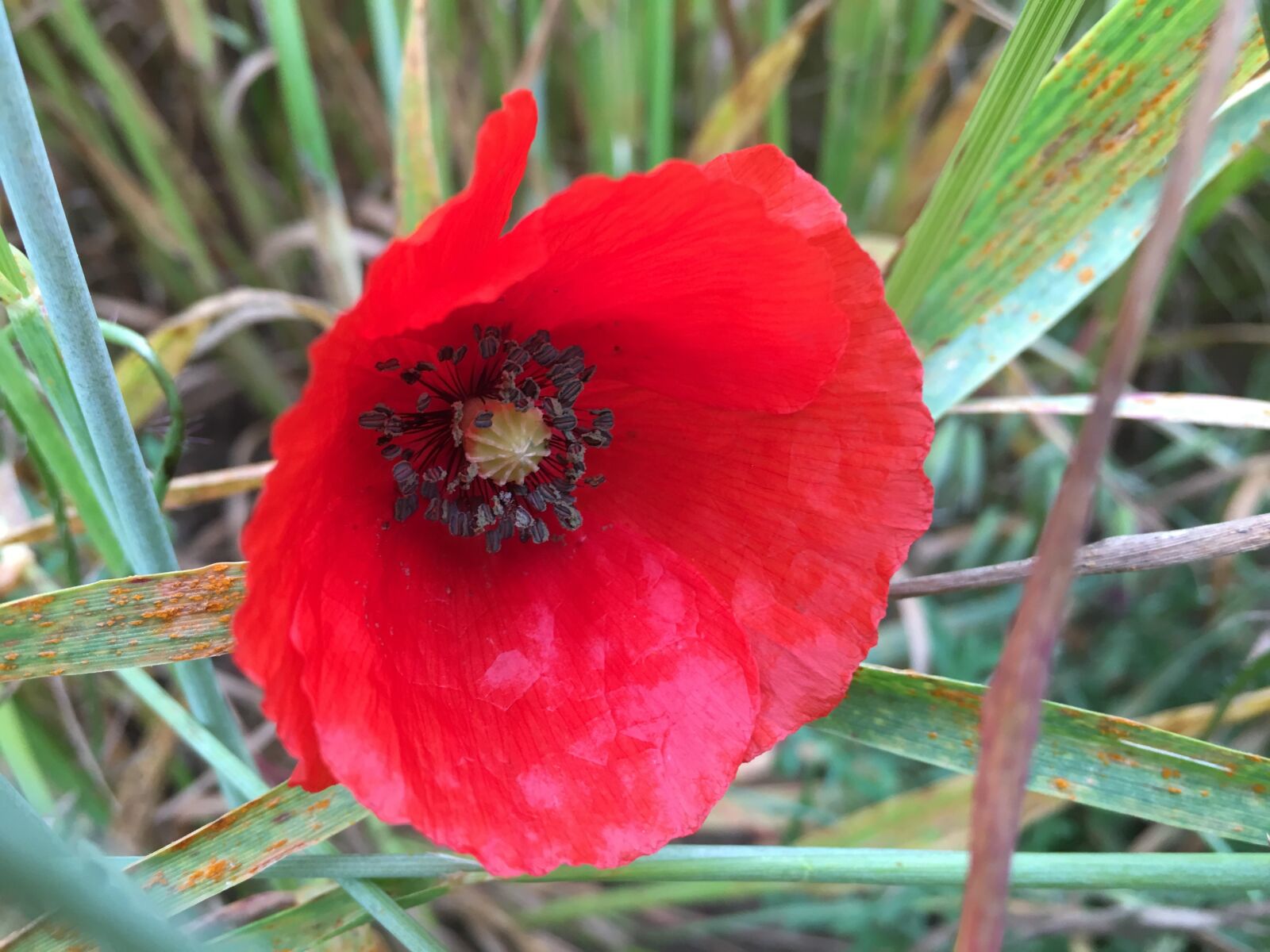 Apple iPhone 6s Plus sample photo. Poppy, flor, naturaleza photography