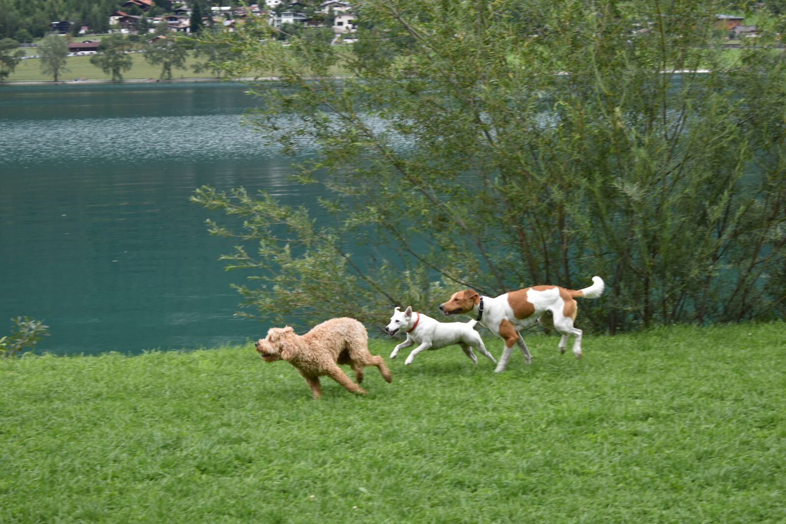 Nikon D3500 sample photo. Dog, nature, animal photography