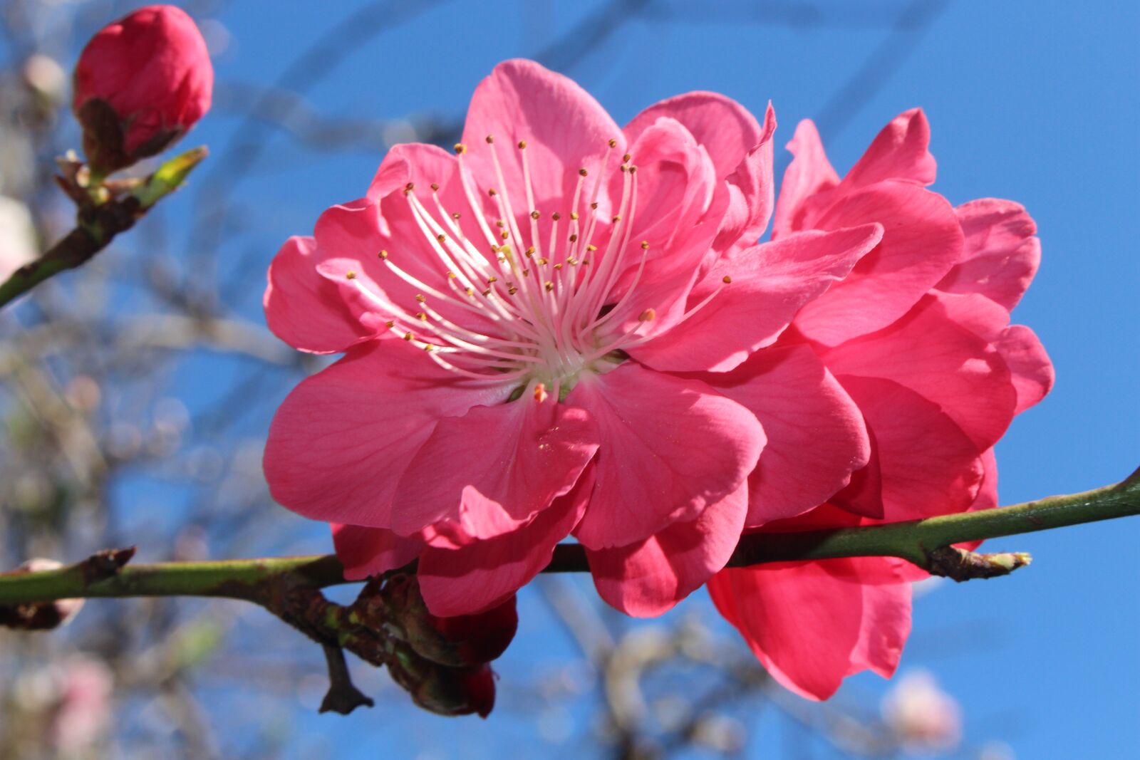 Canon EOS 700D (EOS Rebel T5i / EOS Kiss X7i) sample photo. Fruit tree, blossoms, ornamental photography