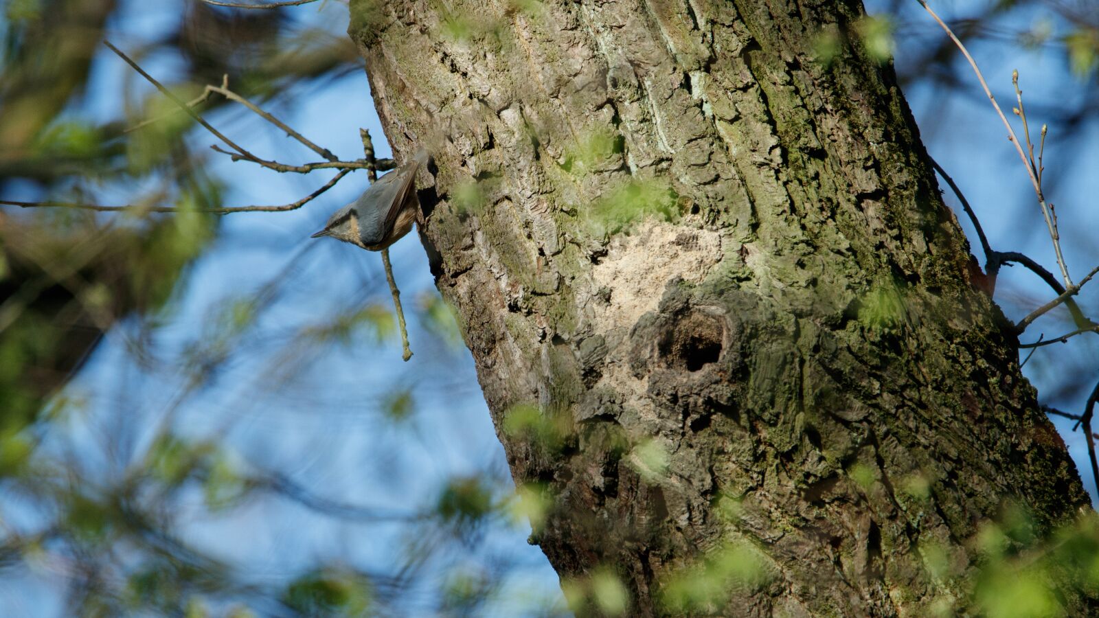 Canon EOS 80D sample photo. Kleiber, bird, nest photography