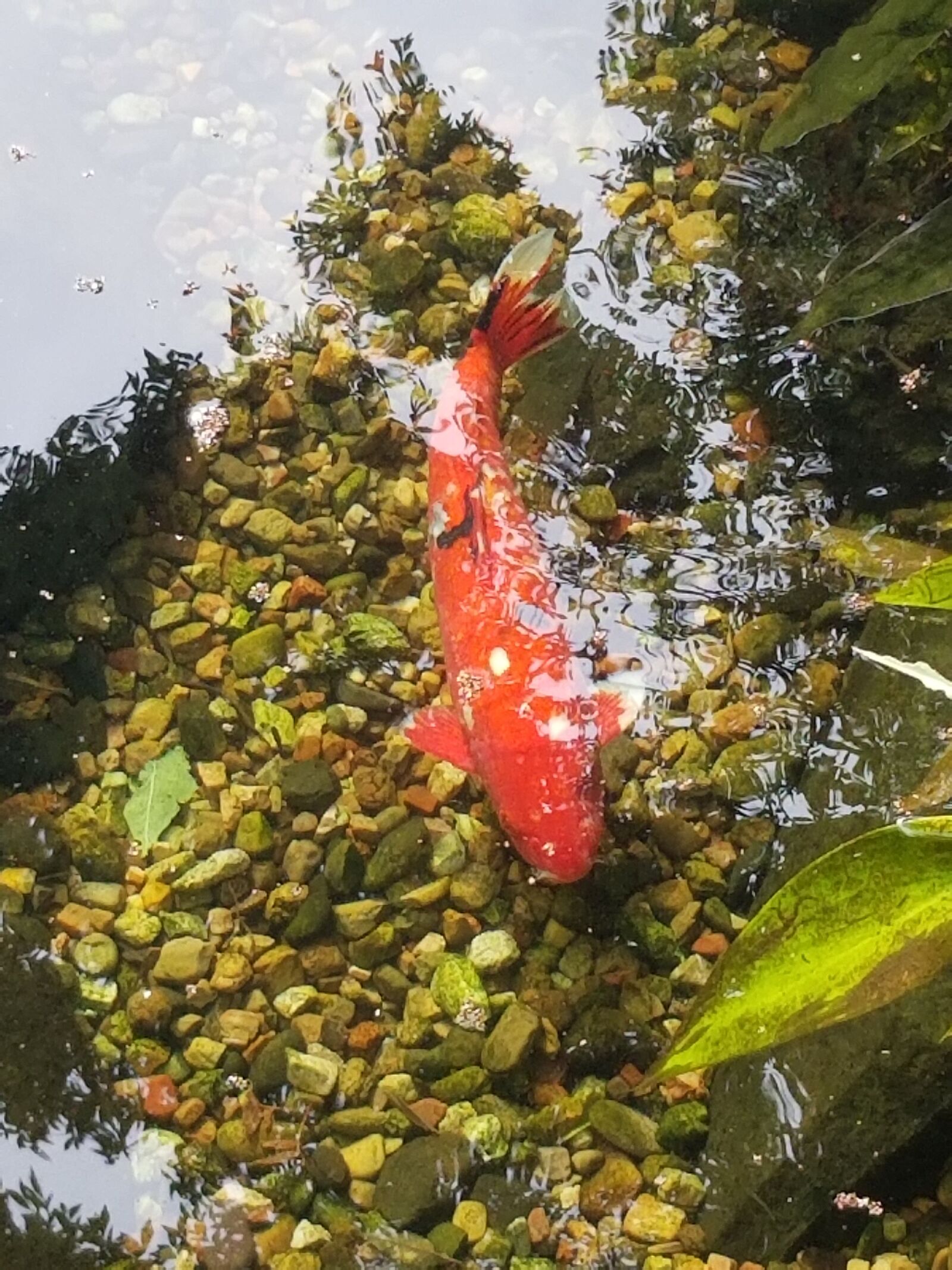 Samsung Galaxy S8 Active sample photo. Animals, nature, pond photography
