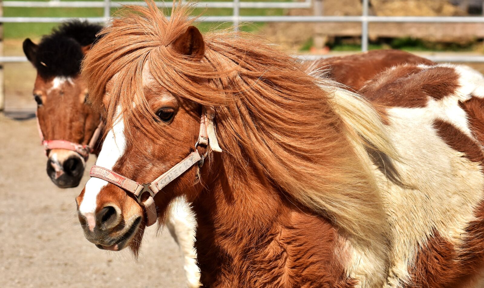Nikon D7200 sample photo. Pony, horse, cute photography