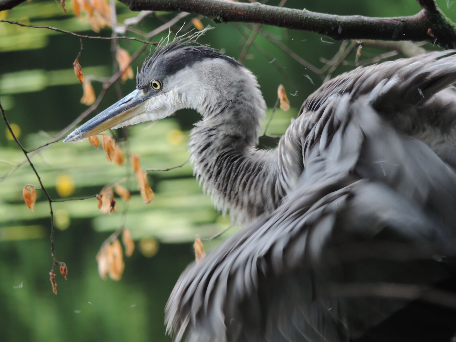 Nikon Coolpix P520 sample photo. Heron, bird, animal photography