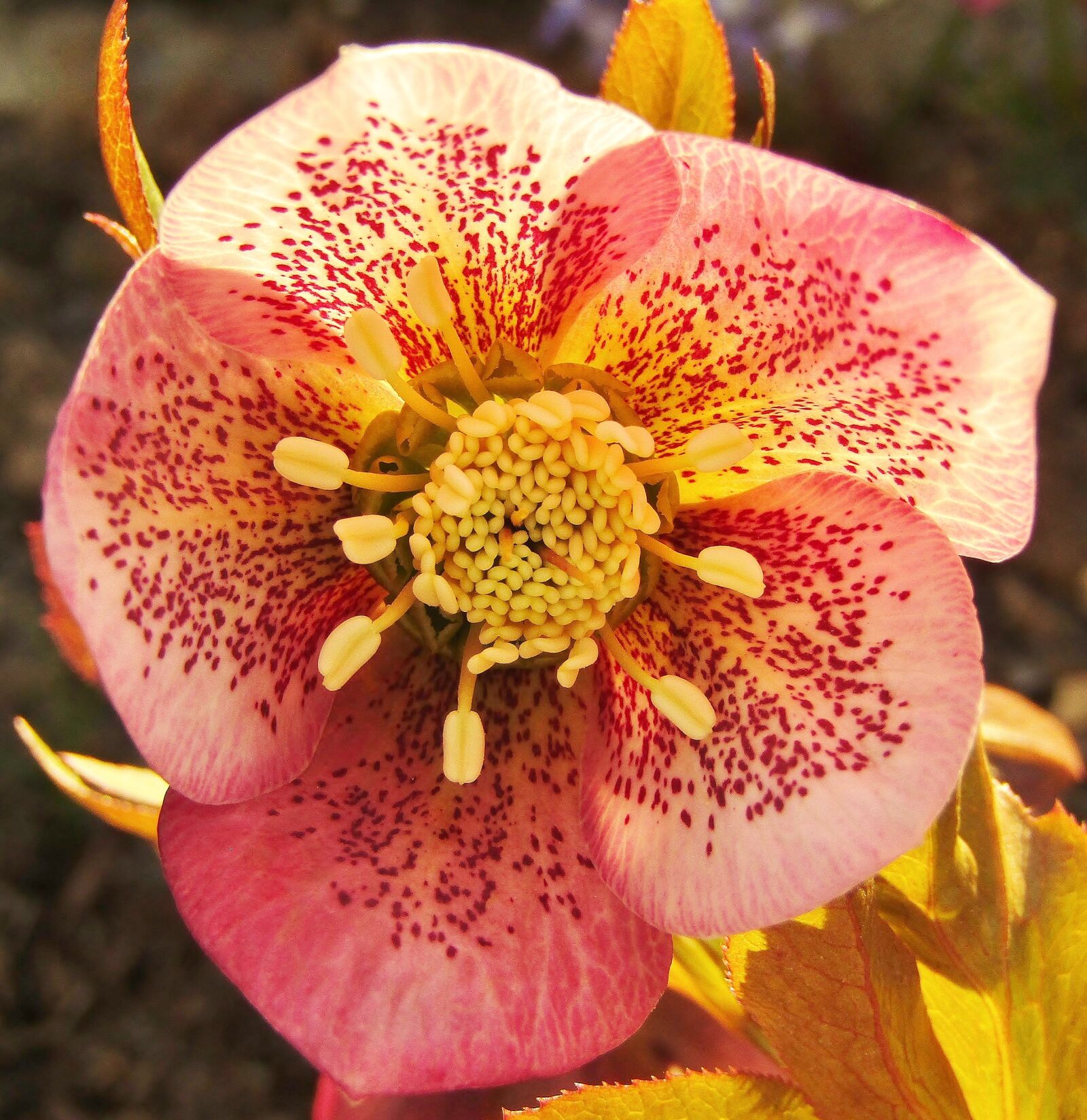 Canon POWERSHOT SX432 IS sample photo. Christmas rose, speckled, rose photography