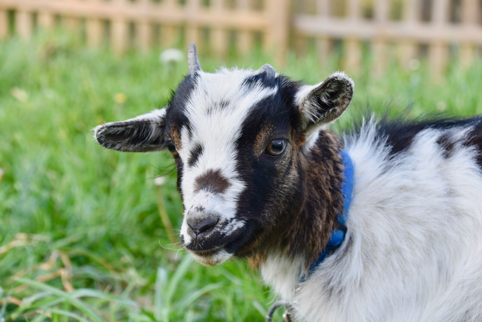 Nikon D5600 sample photo. Goat, kid, goat dwarf photography