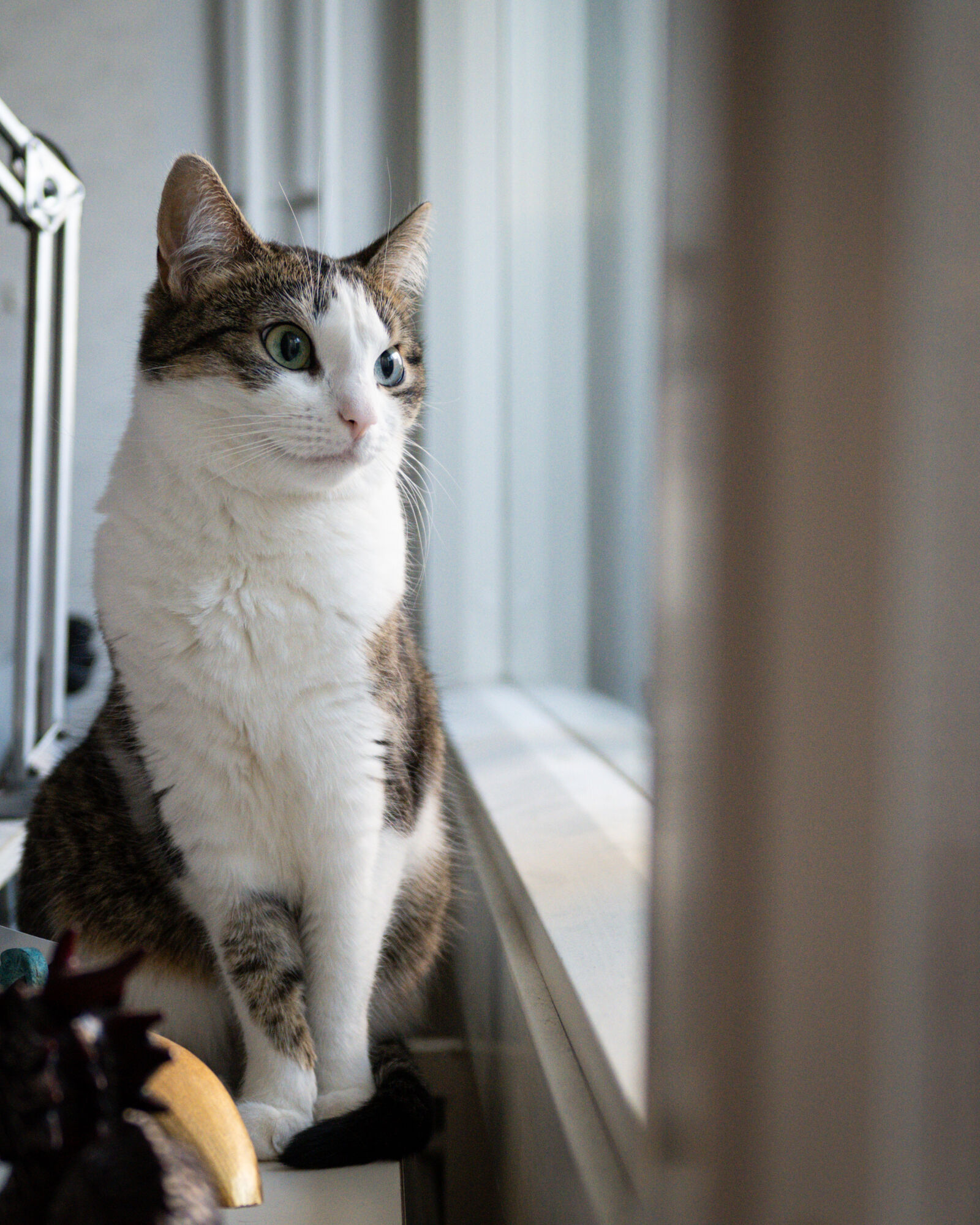 Nikon Z fc sample photo. Cat television viewer photography