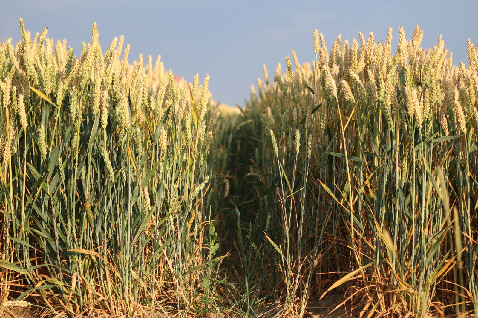 Canon EOS 70D + Canon EF-S 55-250mm F4-5.6 IS II sample photo. Wheat, fields, cereals photography