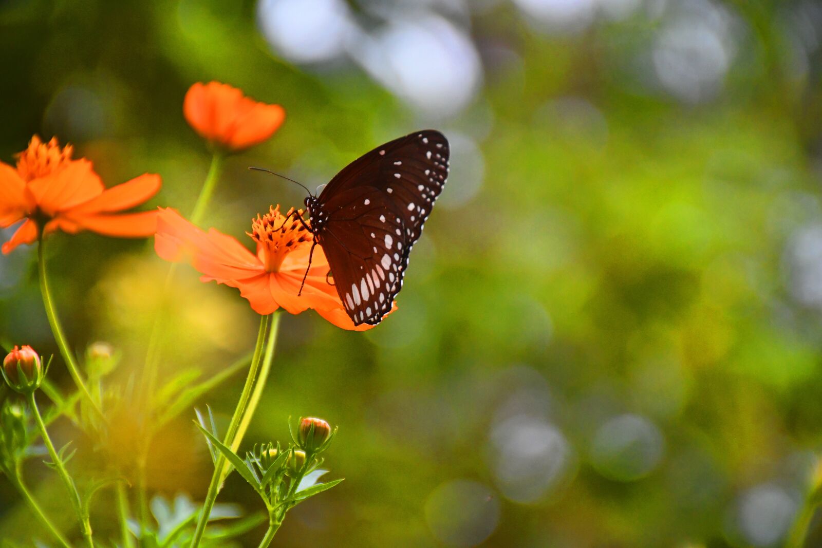 Nikon D7500 sample photo. Butterfly, flower, nature photography