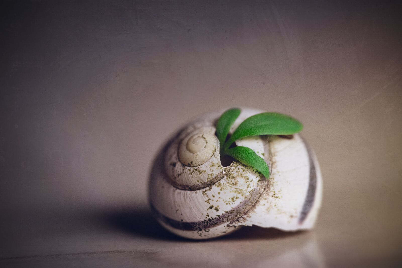 Nikon D750 sample photo. Macro, snail shell, hidden photography