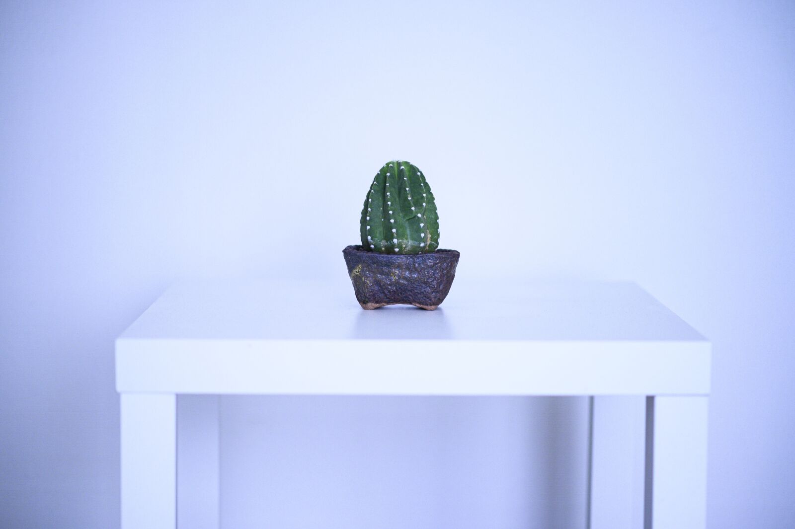 Nikon Z6 sample photo. Cactus, plant, background photography