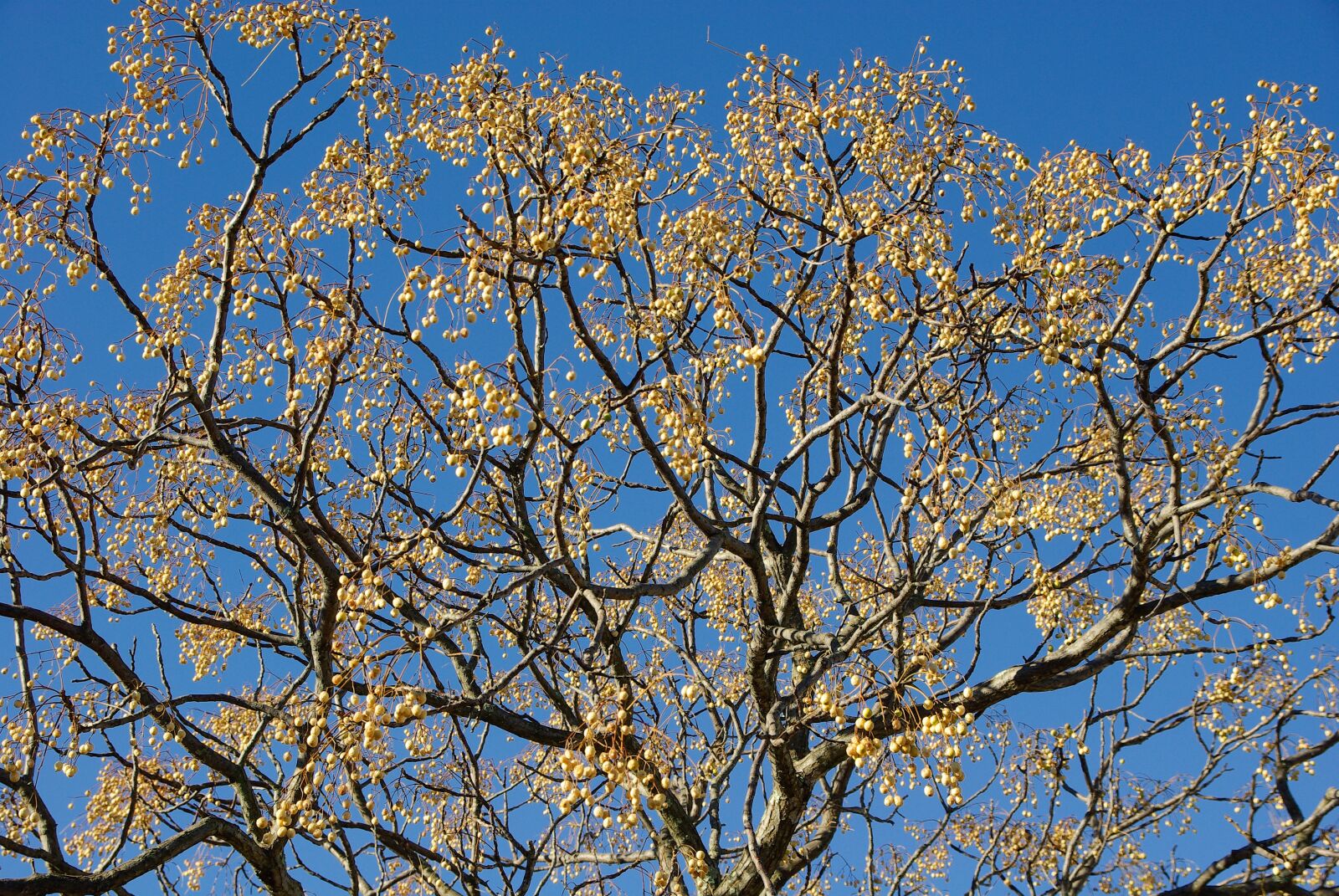 Pentax K10D sample photo. Tree, branches, winter photography