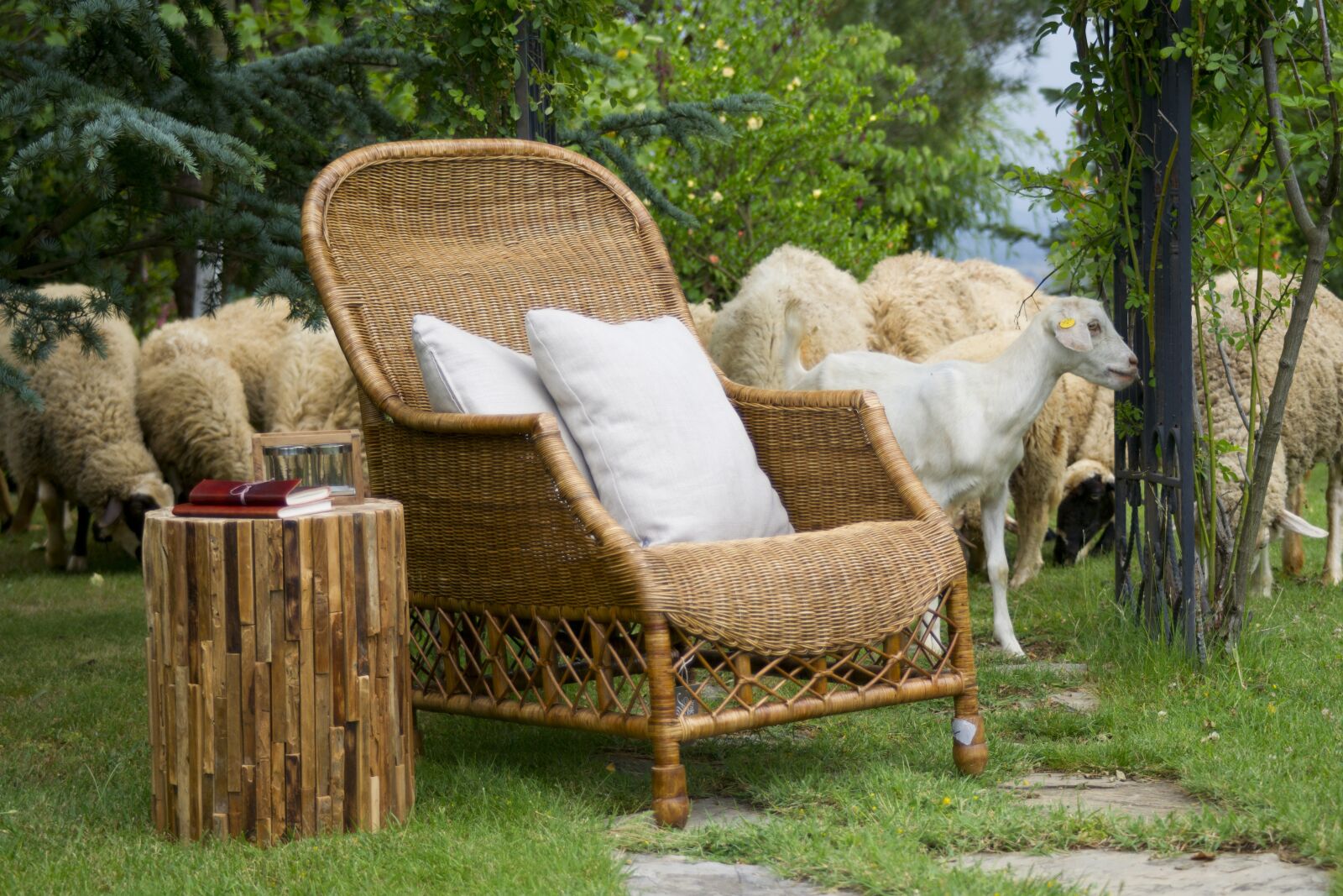Sony Alpha DSLR-A850 sample photo. Sheep, goat, wool photography
