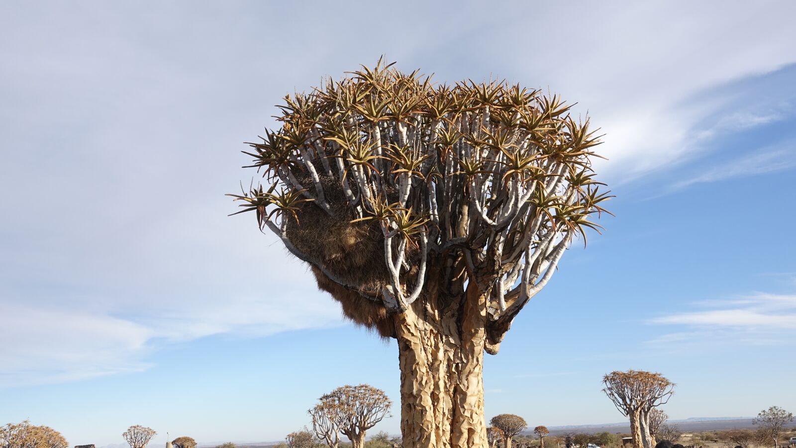 Sony Cyber-shot DSC-RX10 III sample photo. Quiver tree, africa, fish photography