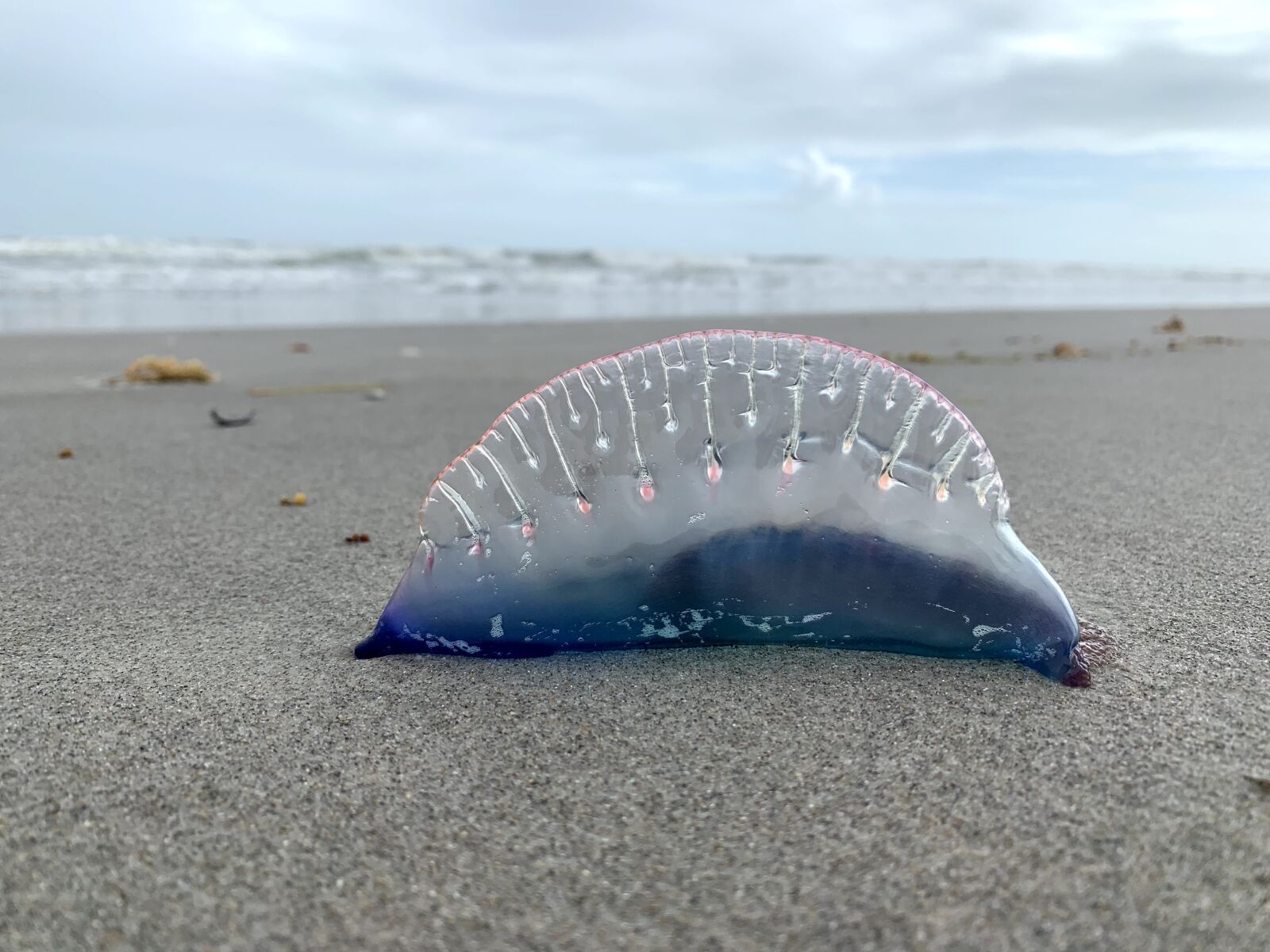 iPhone XR back camera 4.25mm f/1.8 sample photo. Jellyfish, sand, the sea photography