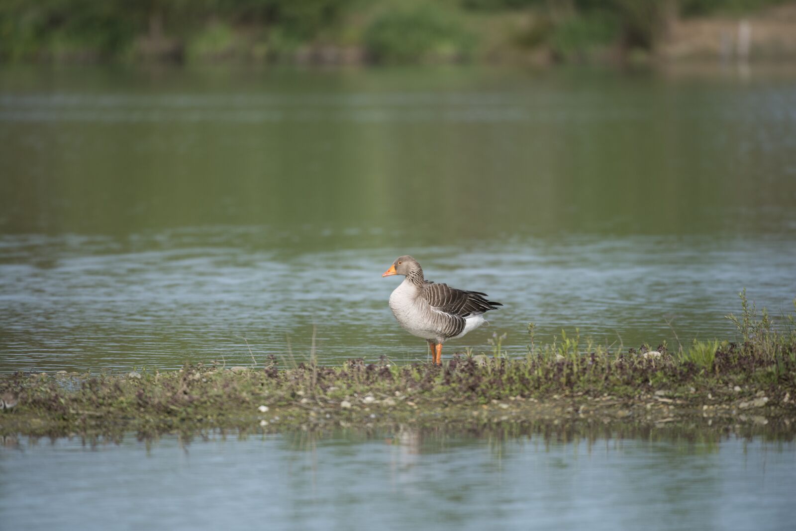 Nikon D800 sample photo. Goose ashy, bird, pond photography