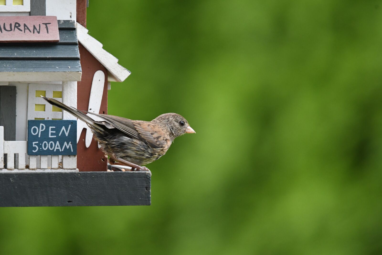 Nikon D500 sample photo. Towhee, bird, wildlife photography