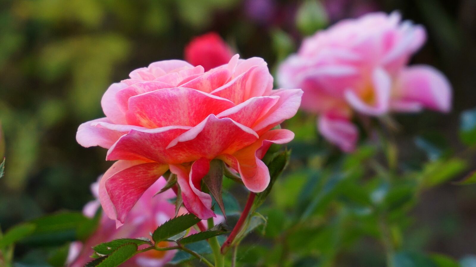 Sony Alpha a5000 (ILCE 5000) sample photo. Rose, flower, nature photography