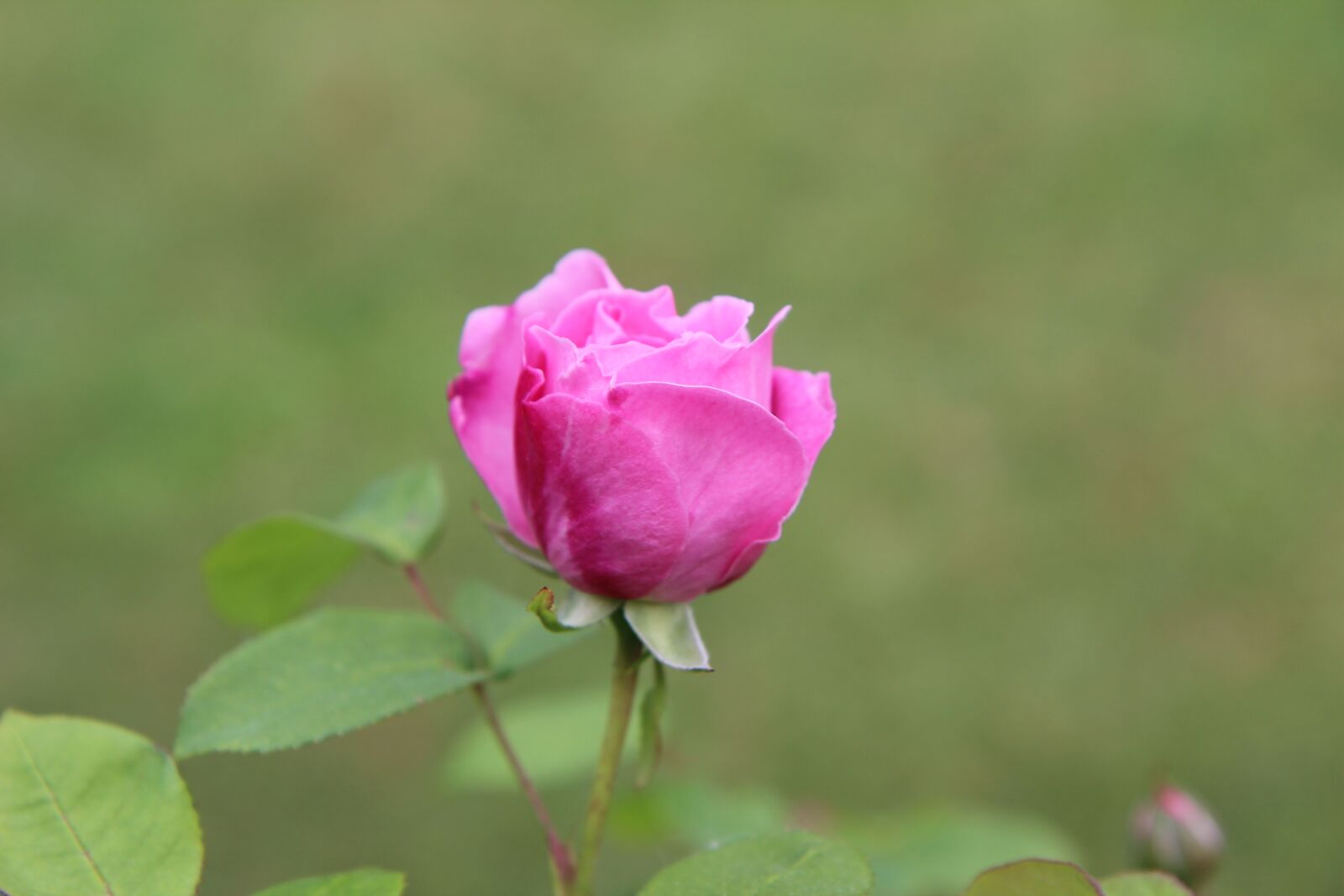 Canon EOS 600D (Rebel EOS T3i / EOS Kiss X5) sample photo. Pink, pink rose, rosebush photography