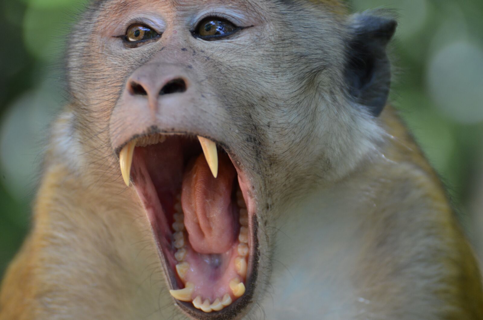Nikon D7000 sample photo. Monkey, face, teeth photography