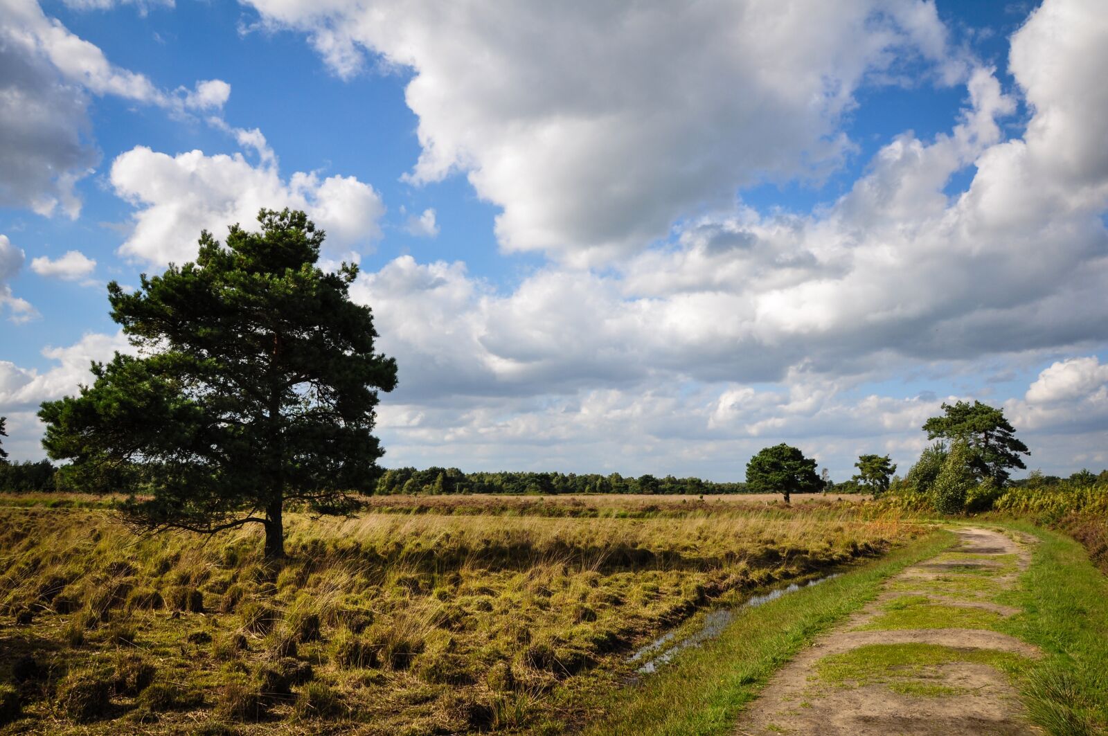 Nikon D90 sample photo. Tree, path, landscape photography