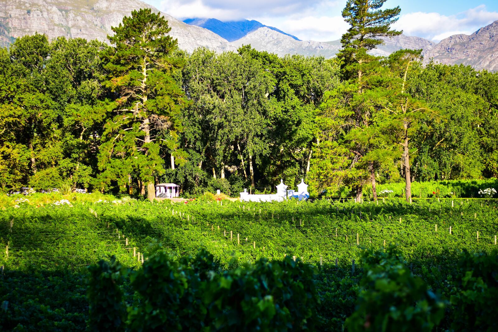 Nikon D5500 sample photo. South africa, winery, wine photography