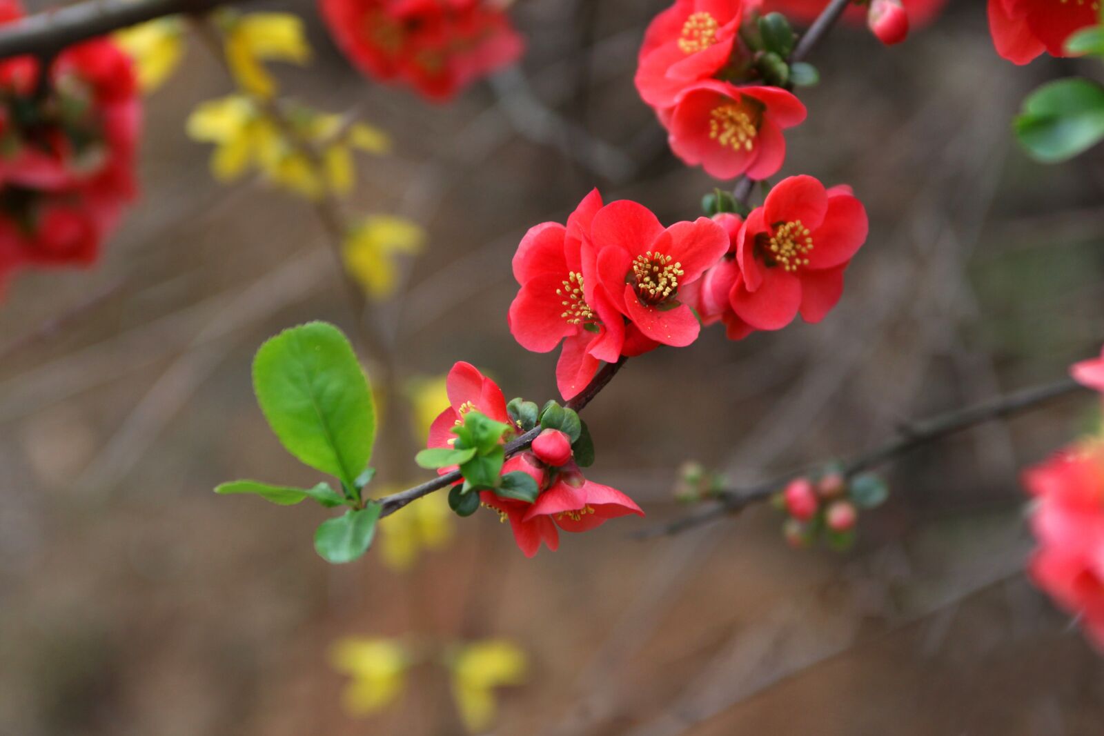 Canon EOS 5D Mark II sample photo. Nature, flowers, wood photography
