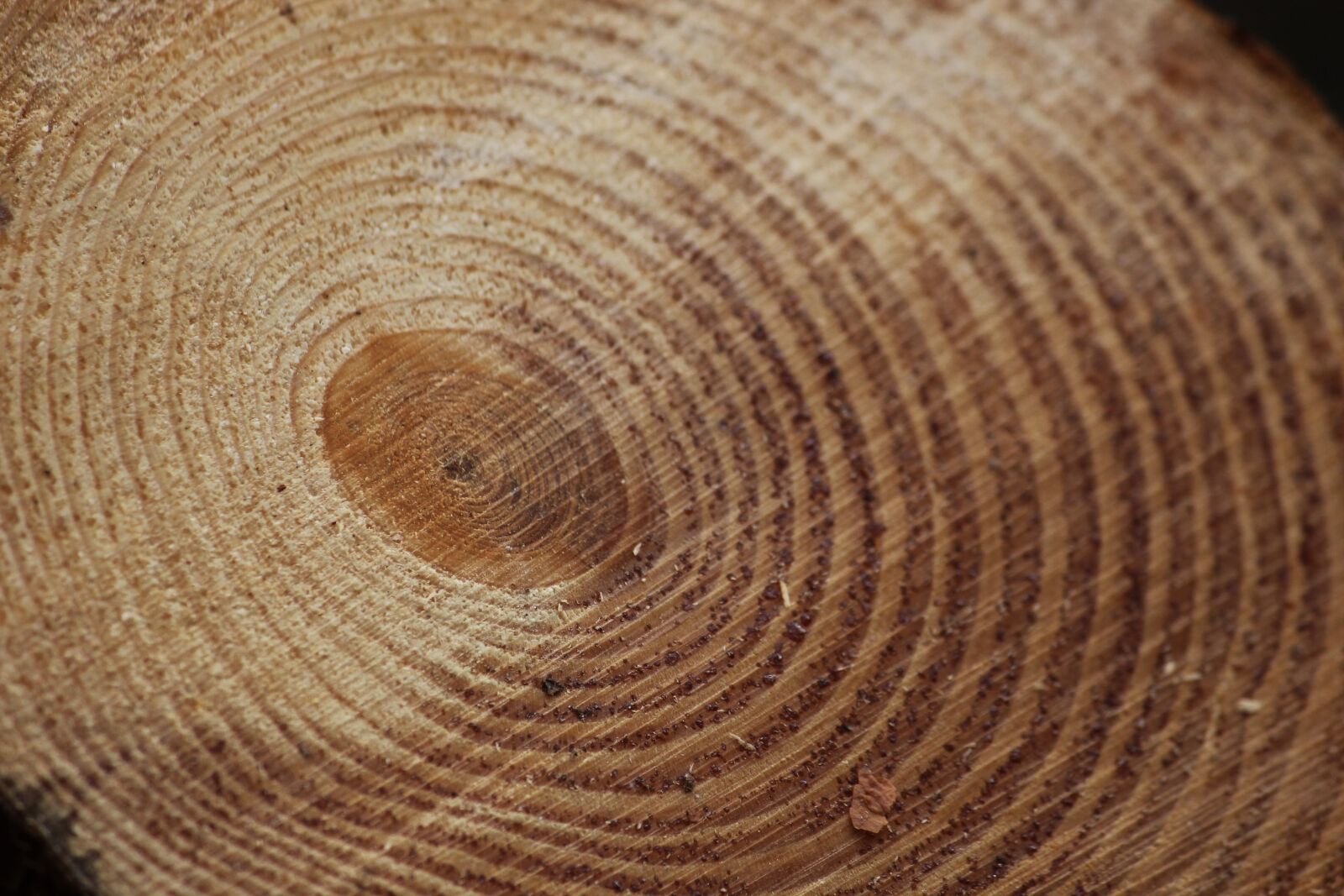 Canon EOS 550D (EOS Rebel T2i / EOS Kiss X4) sample photo. Pine, annual rings, background photography