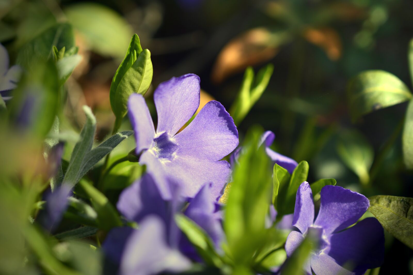 Nikon D3200 sample photo. Evergreen, small-leaf evergreen, small photography