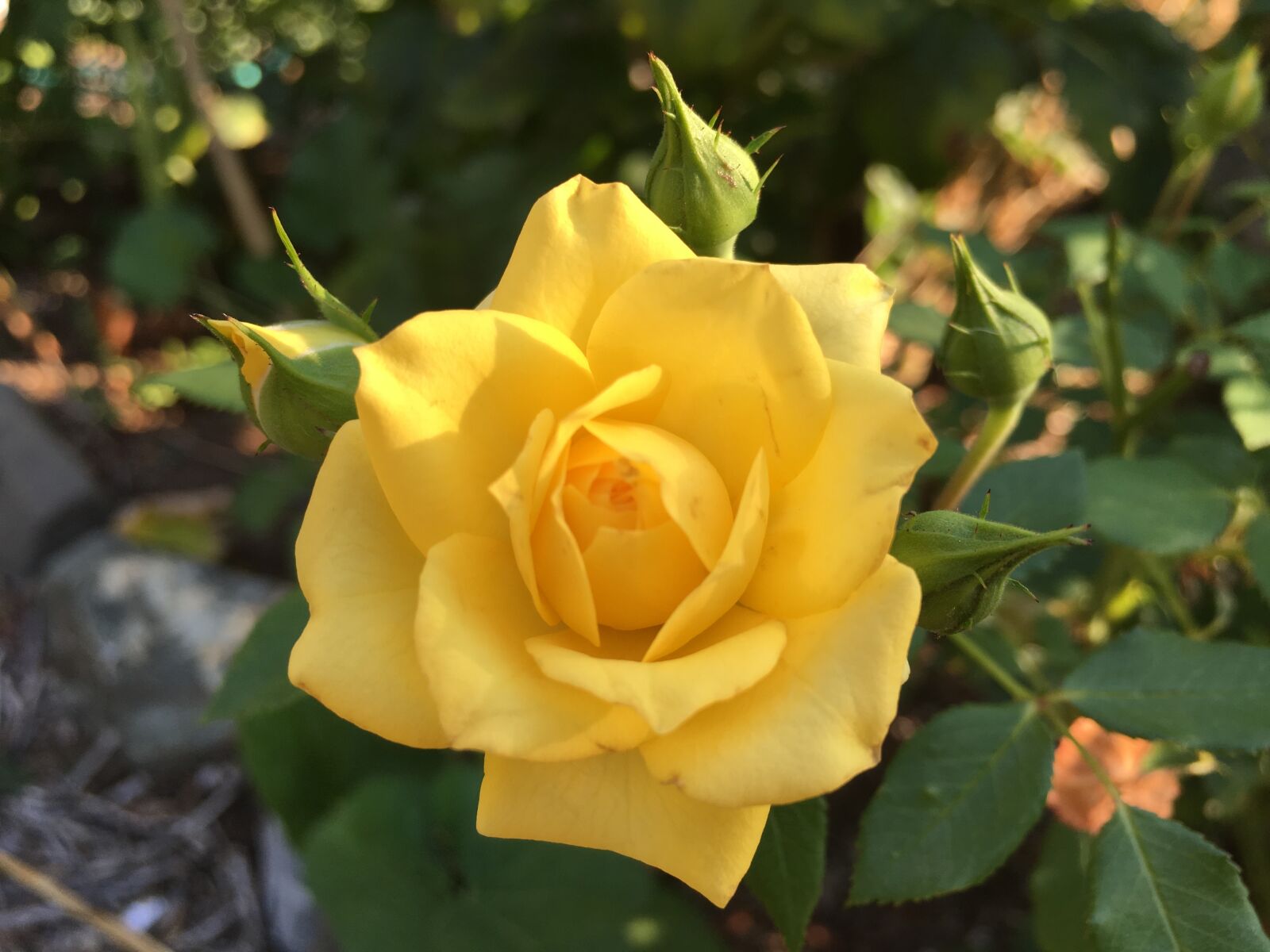 Apple iPhone 6s sample photo. Rose, yellow photography