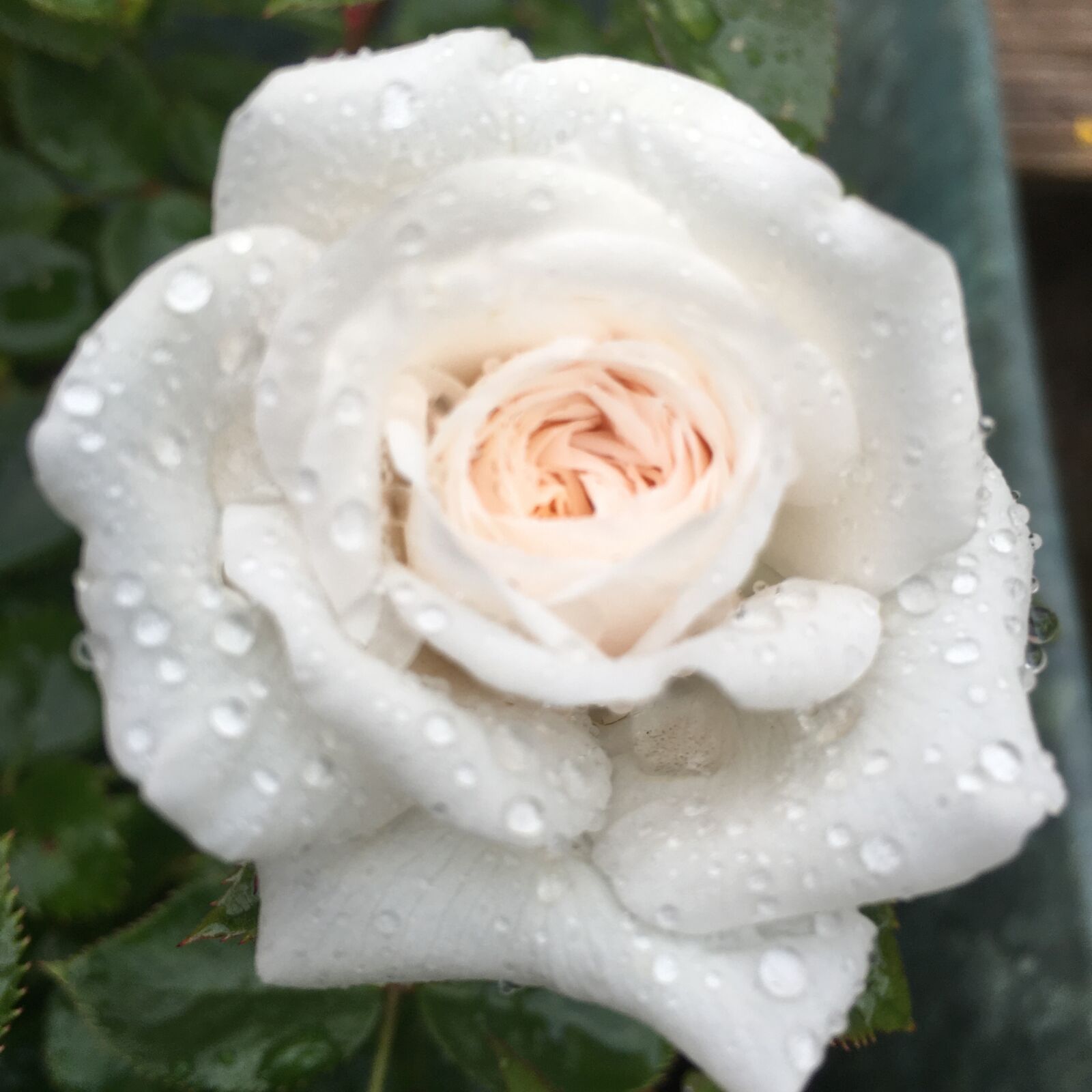 Apple iPhone 6s Plus sample photo. Rose, garden, nature photography