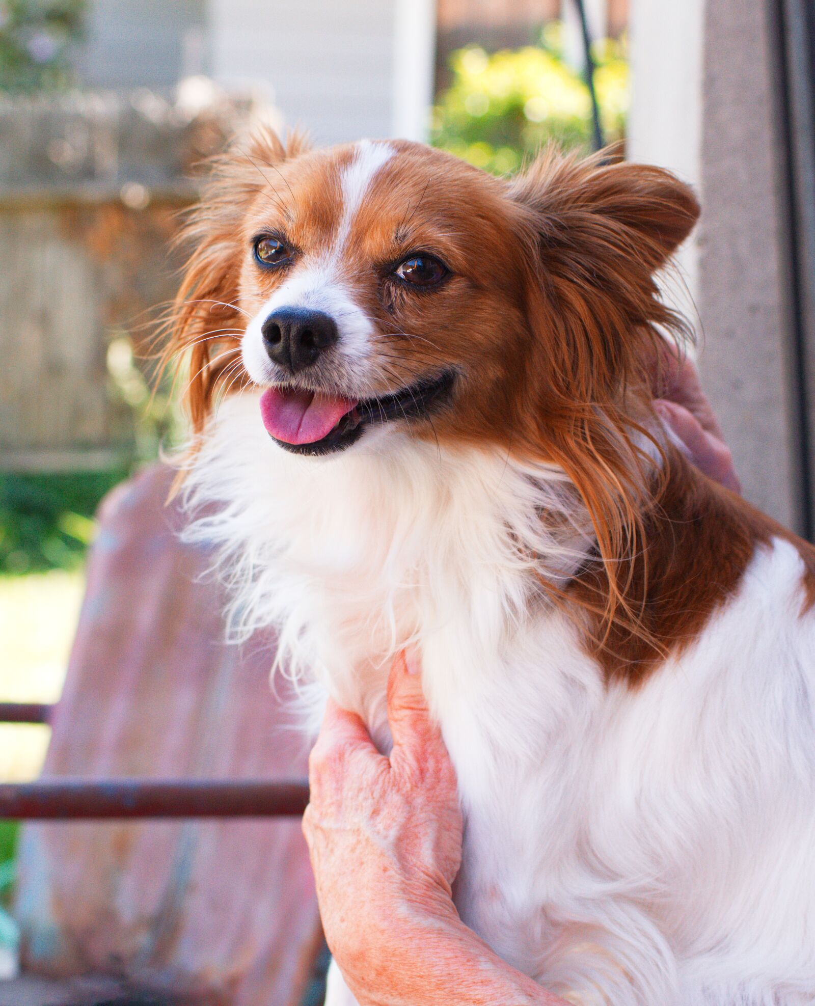 Nikon D3400 sample photo. Dog, happy, pet photography