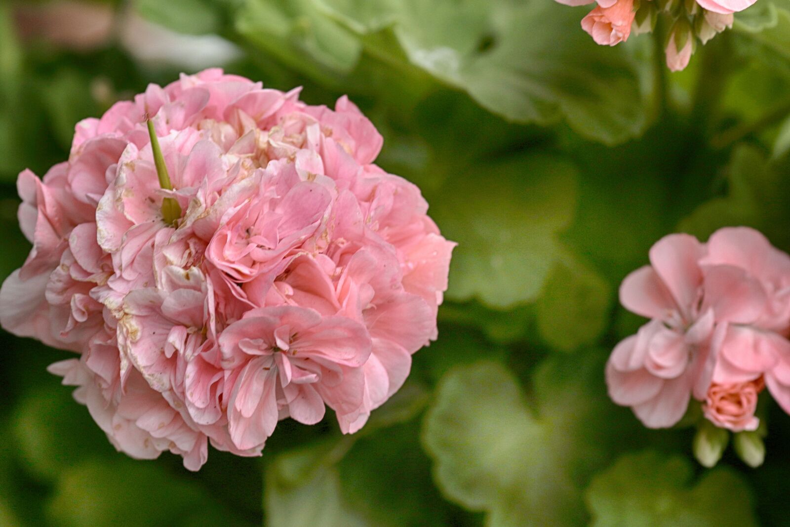Canon EOS 7D Mark II + Canon EF 135mm F2L USM sample photo. Flower, garden flower, blossom photography