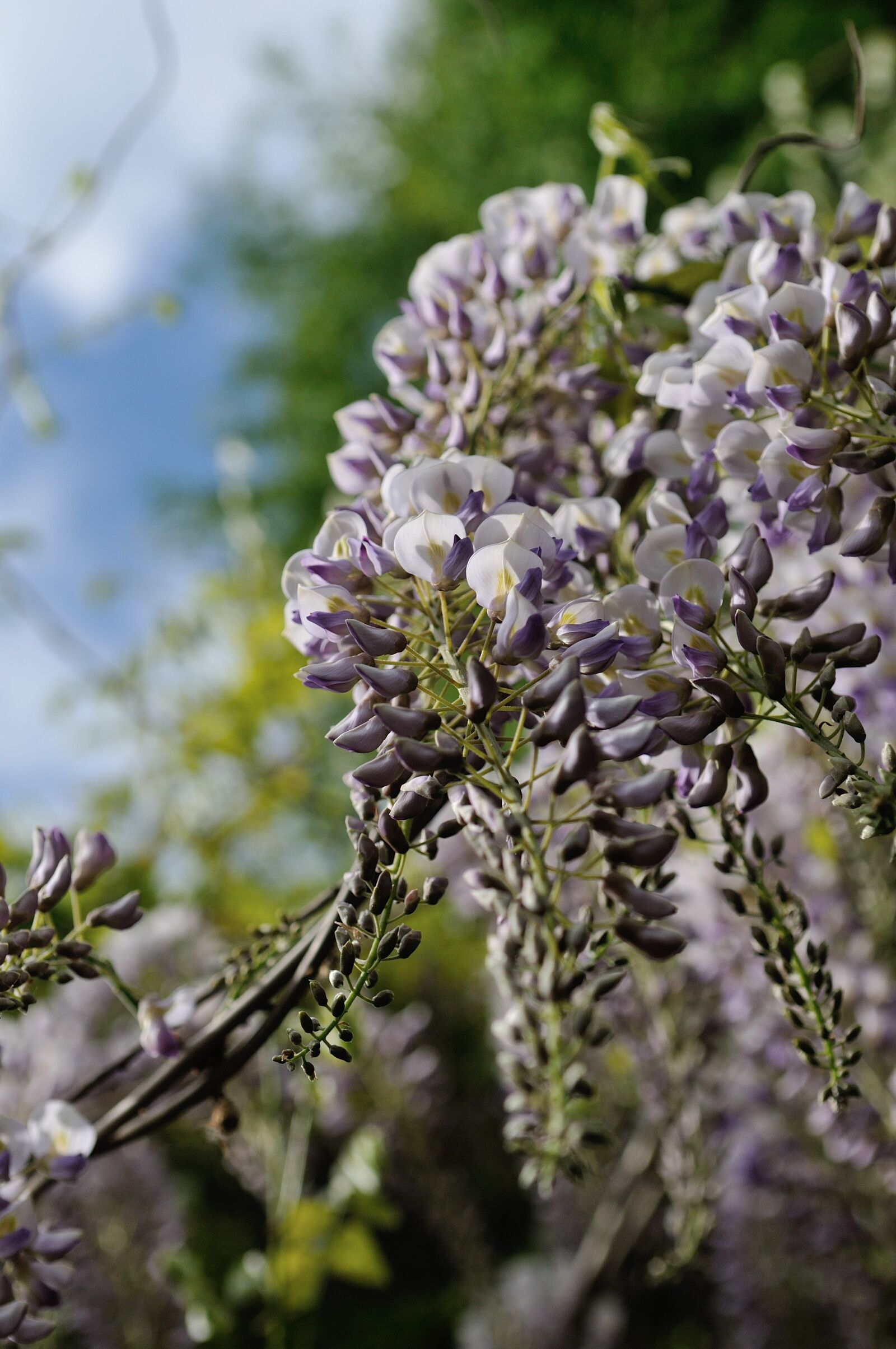 Nikon D300S sample photo. Flower, nature, plant photography