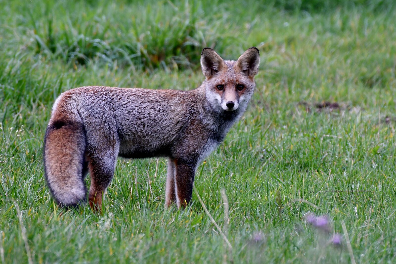 Nikon D500 sample photo. Fox, predator, wild photography