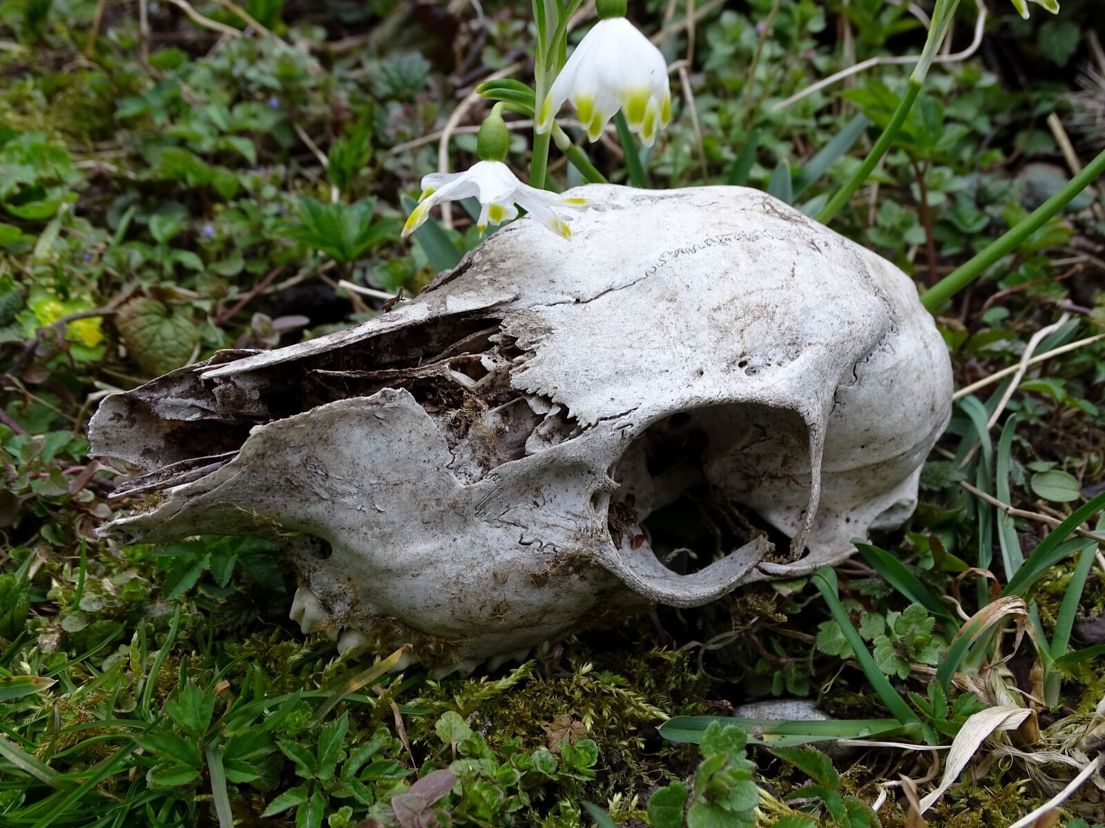 Sony Cyber-shot DSC-HX400V sample photo. Nature, wild, skull photography