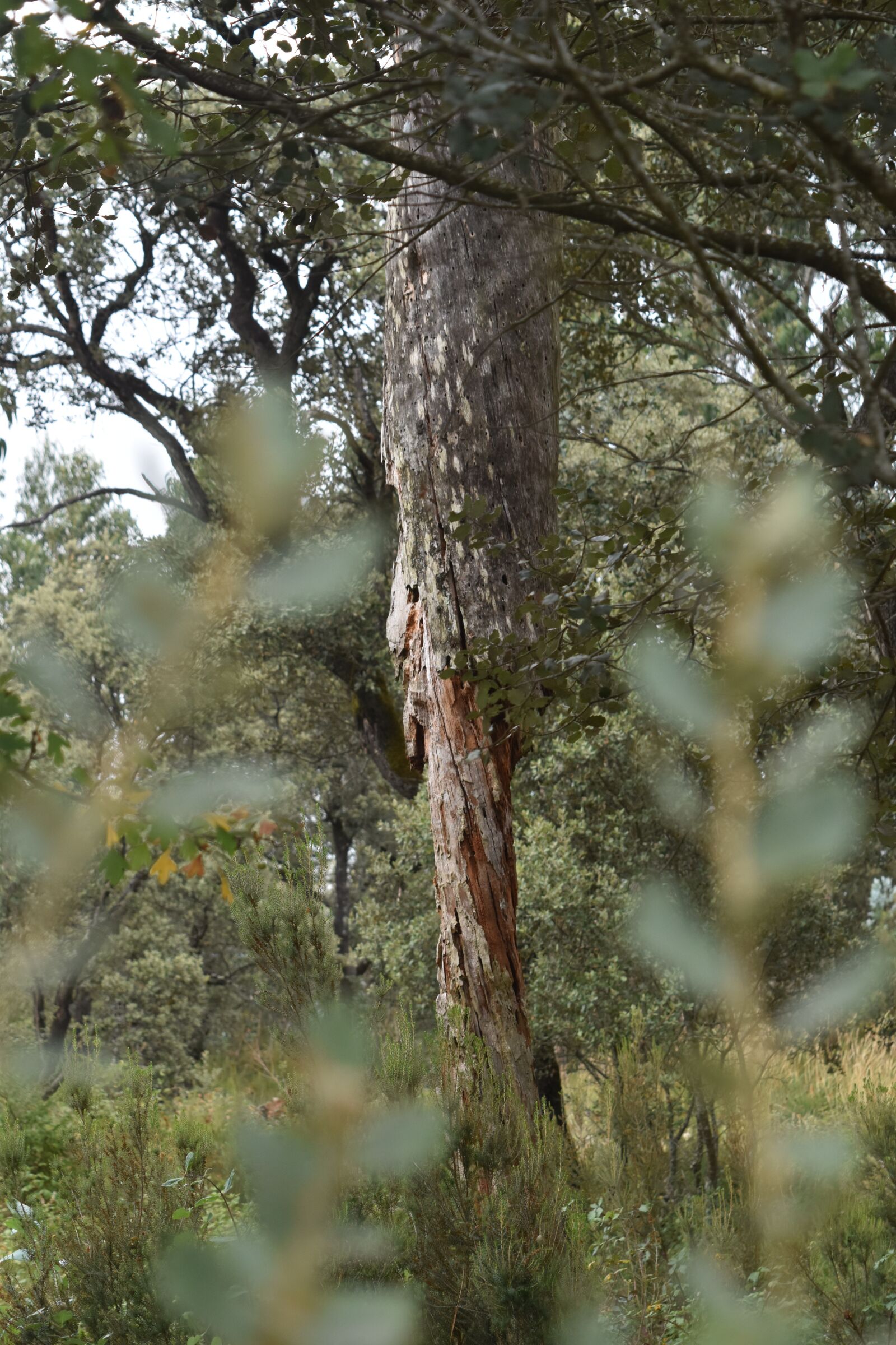Nikon D5500 sample photo. Tree, green, forest photography