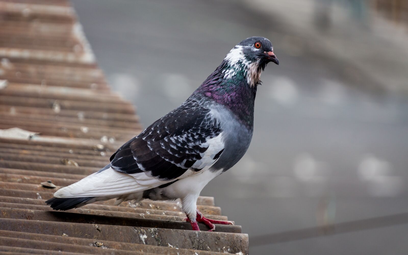 Sony a6000 sample photo. Do photo, dove, animal photography