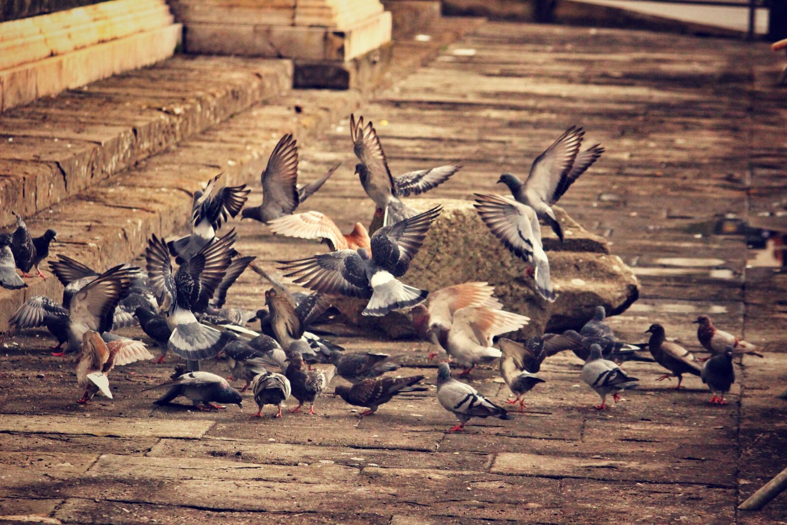 Canon EF-S 55-250mm F4-5.6 IS sample photo. Pigeons, birds, a flock photography